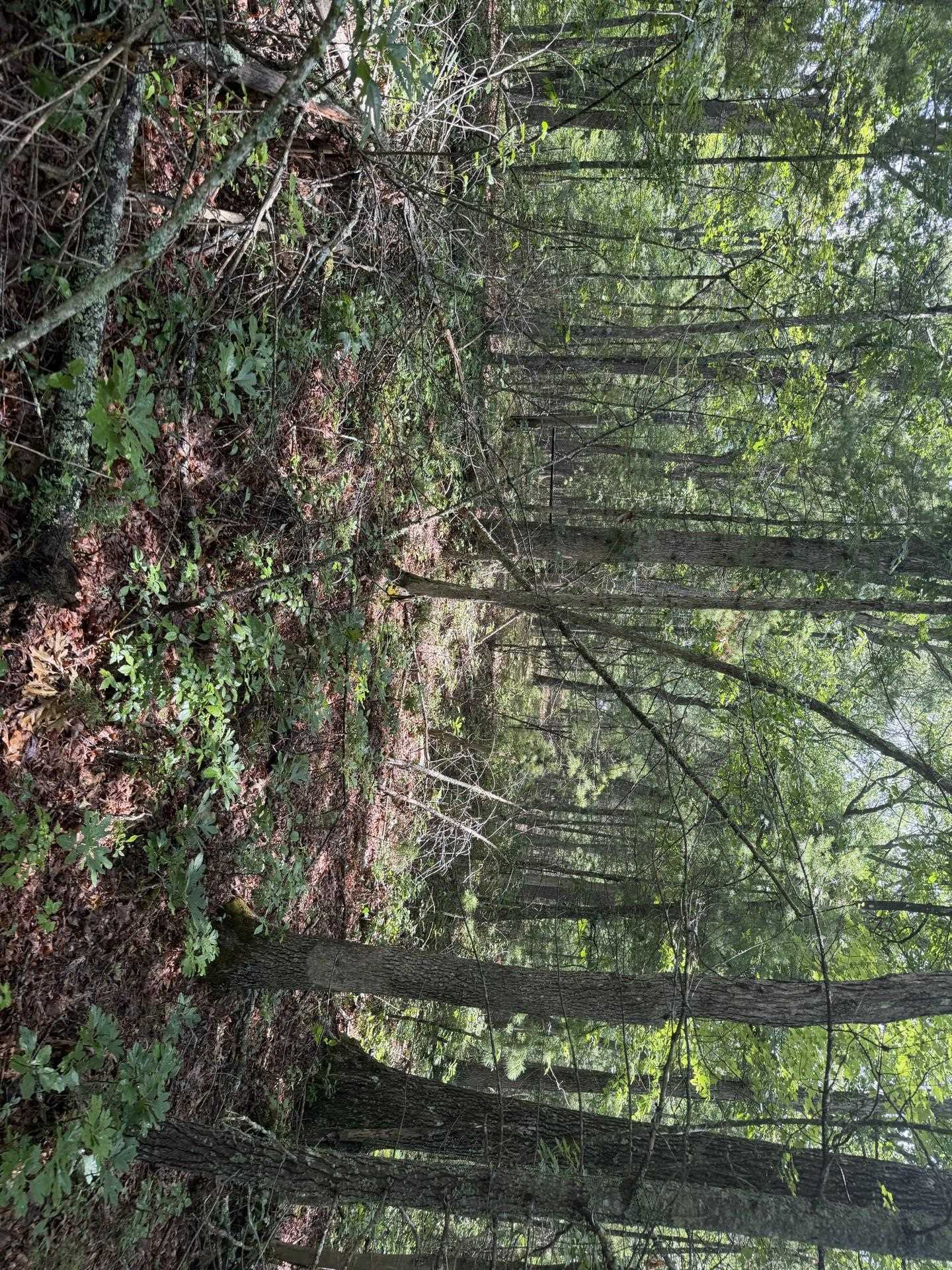 Tbd Short Ridge Drive Bland VA 24315