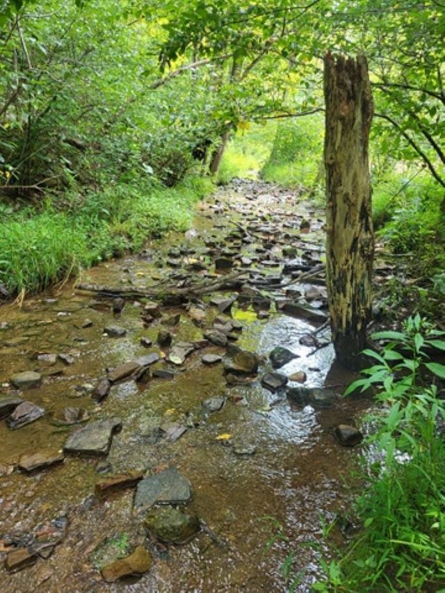 TBD-33.88 Acres Baptist Hollow Road Hiwassee VA 24347
