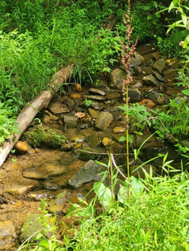 TBD-33.88 Acres Baptist Hollow Road Hiwassee VA 24347