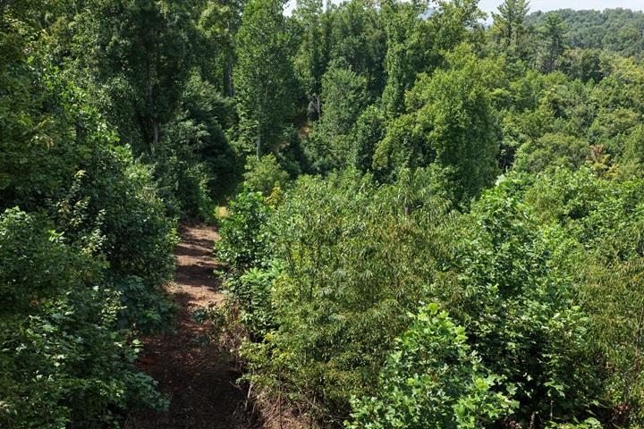 TBD-33.88 Acres Baptist Hollow Road Hiwassee VA 24347