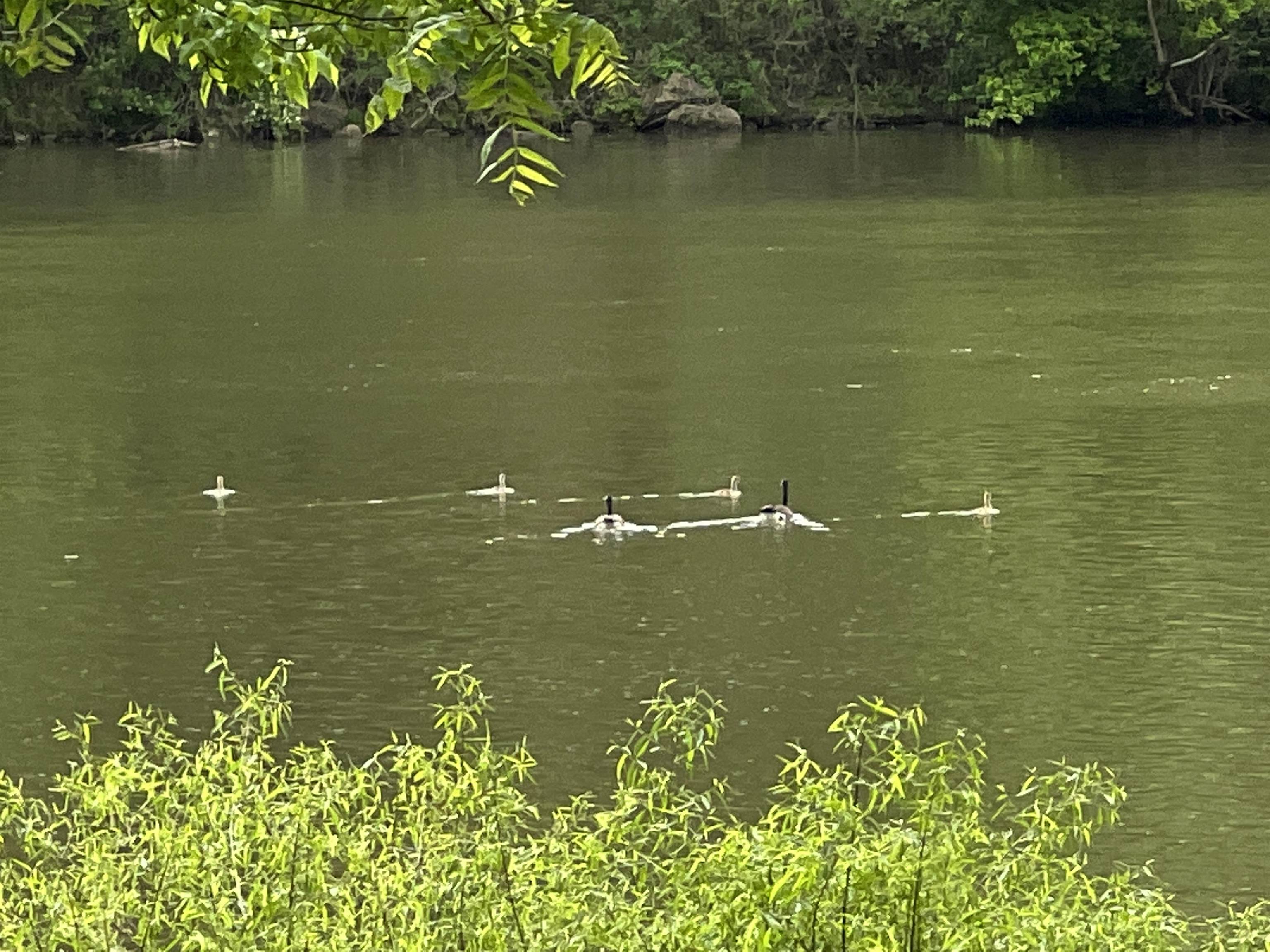 Lot #32 Clarks Ferry Road Draper VA 24324