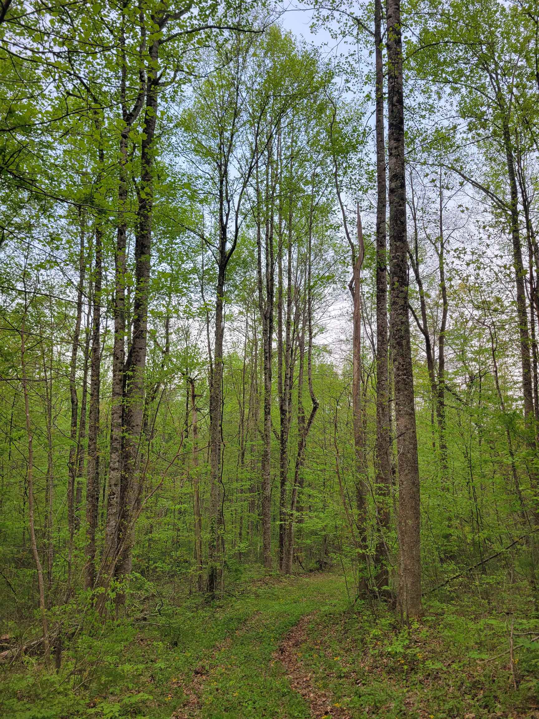 Tbd Danville Pike Road SW Meadows Of Dan VA 24120