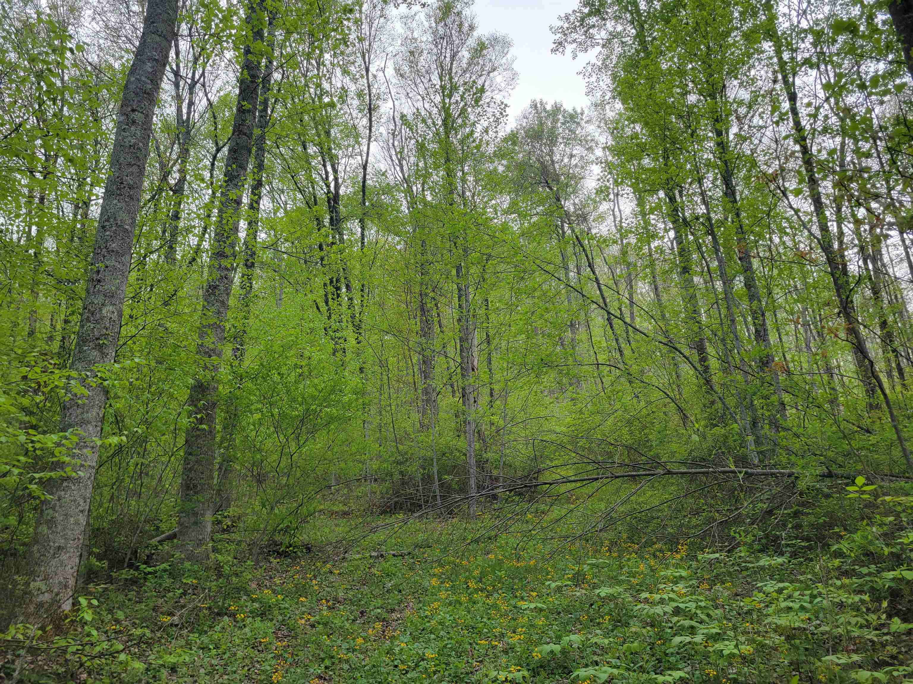 Tbd Danville Pike Road SW Meadows Of Dan VA 24120