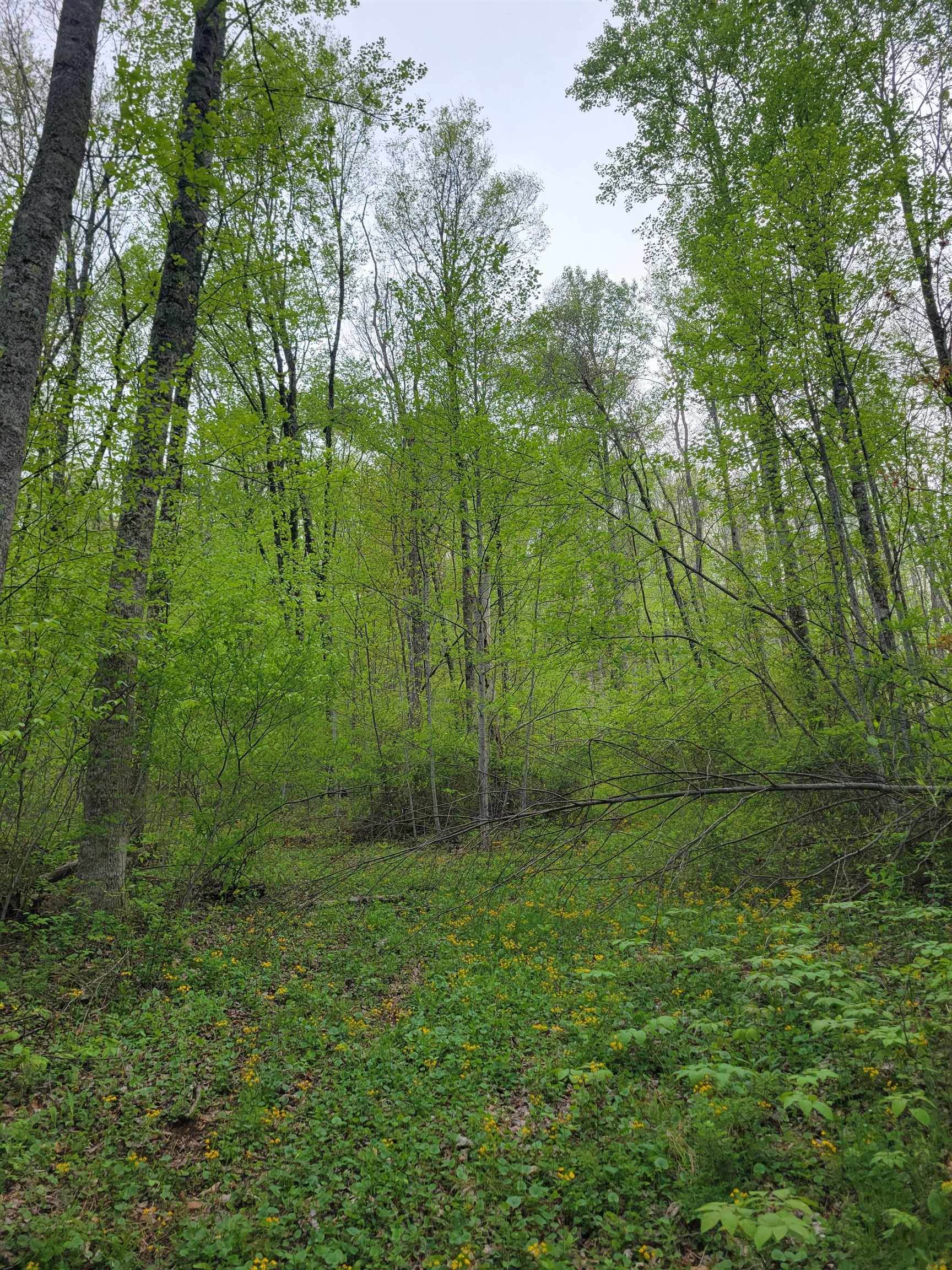 Tbd Danville Pike Road SW Meadows Of Dan VA 24120
