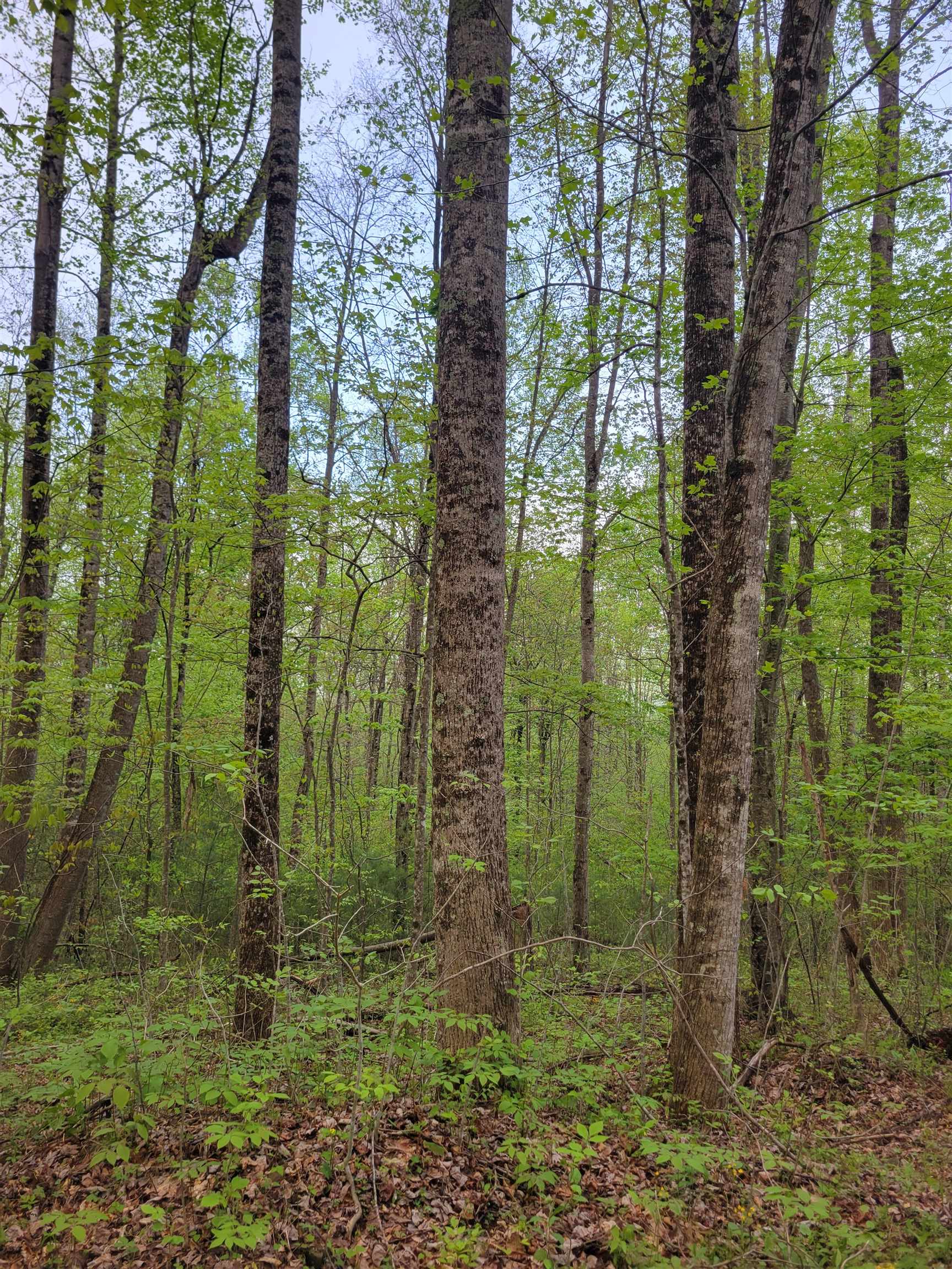 Tbd Danville Pike Road SW Meadows Of Dan VA 24120
