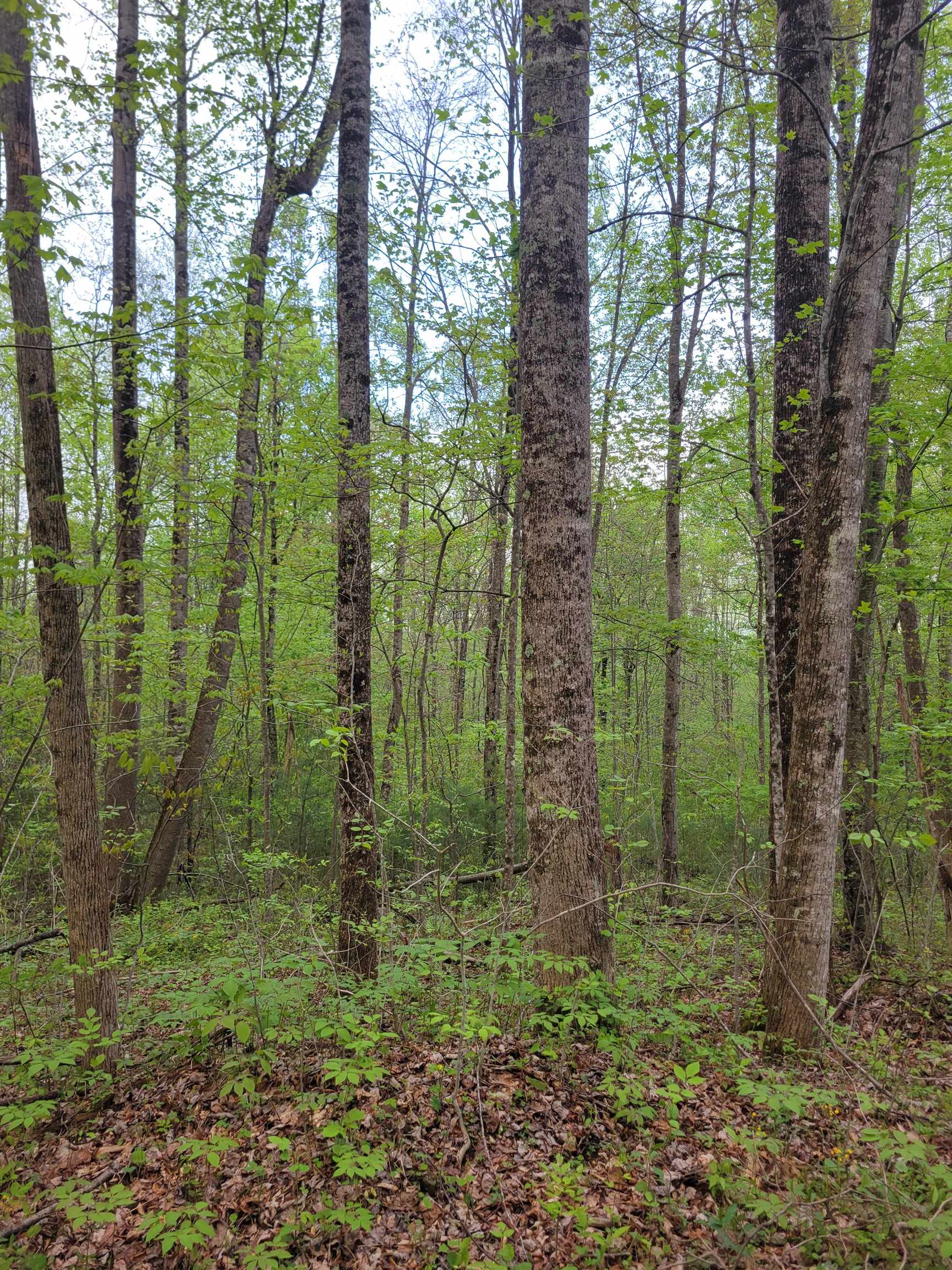 Tbd Danville Pike Road SW Meadows Of Dan VA 24120