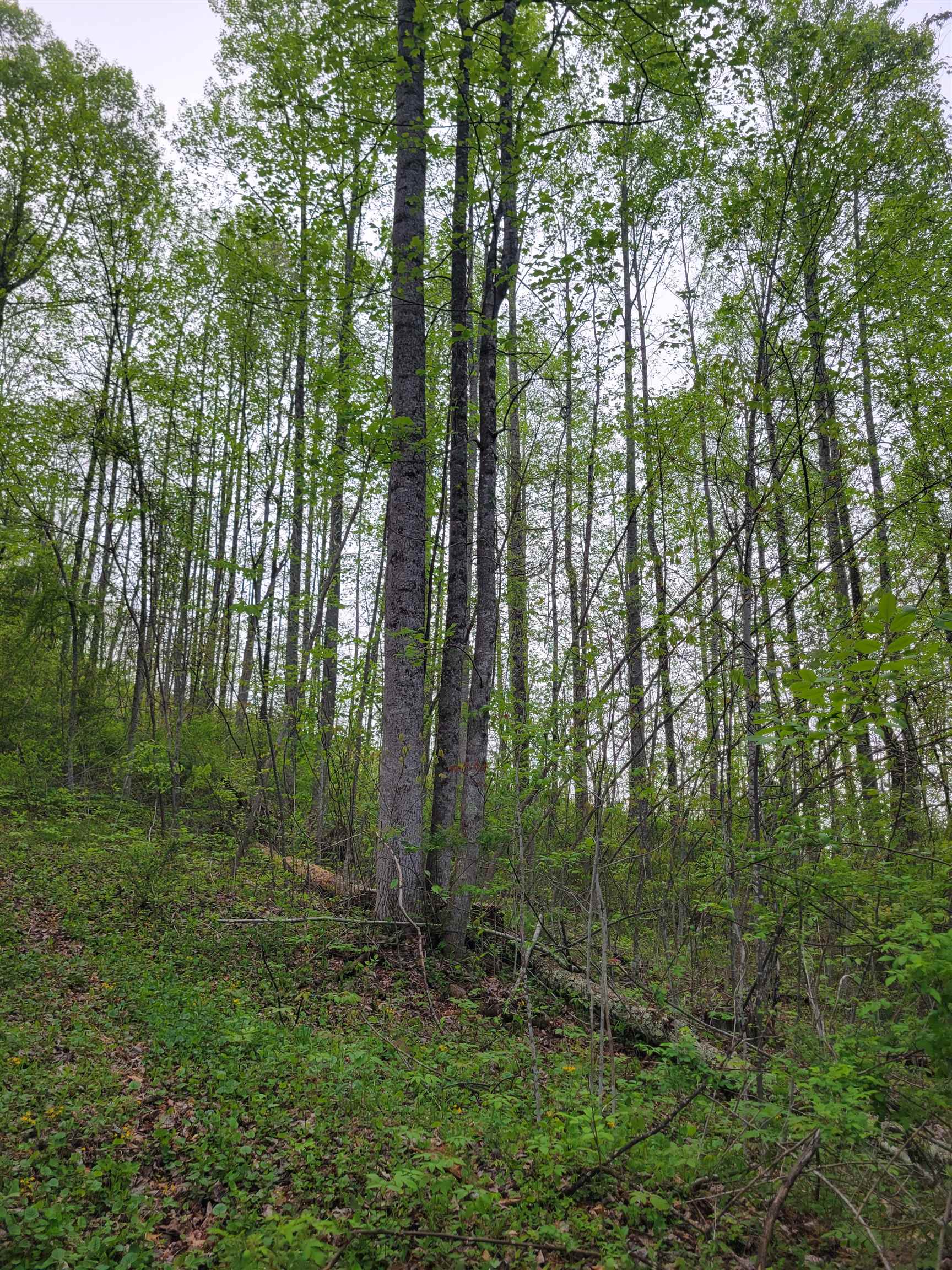 Tbd Danville Pike Road SW Meadows Of Dan VA 24120