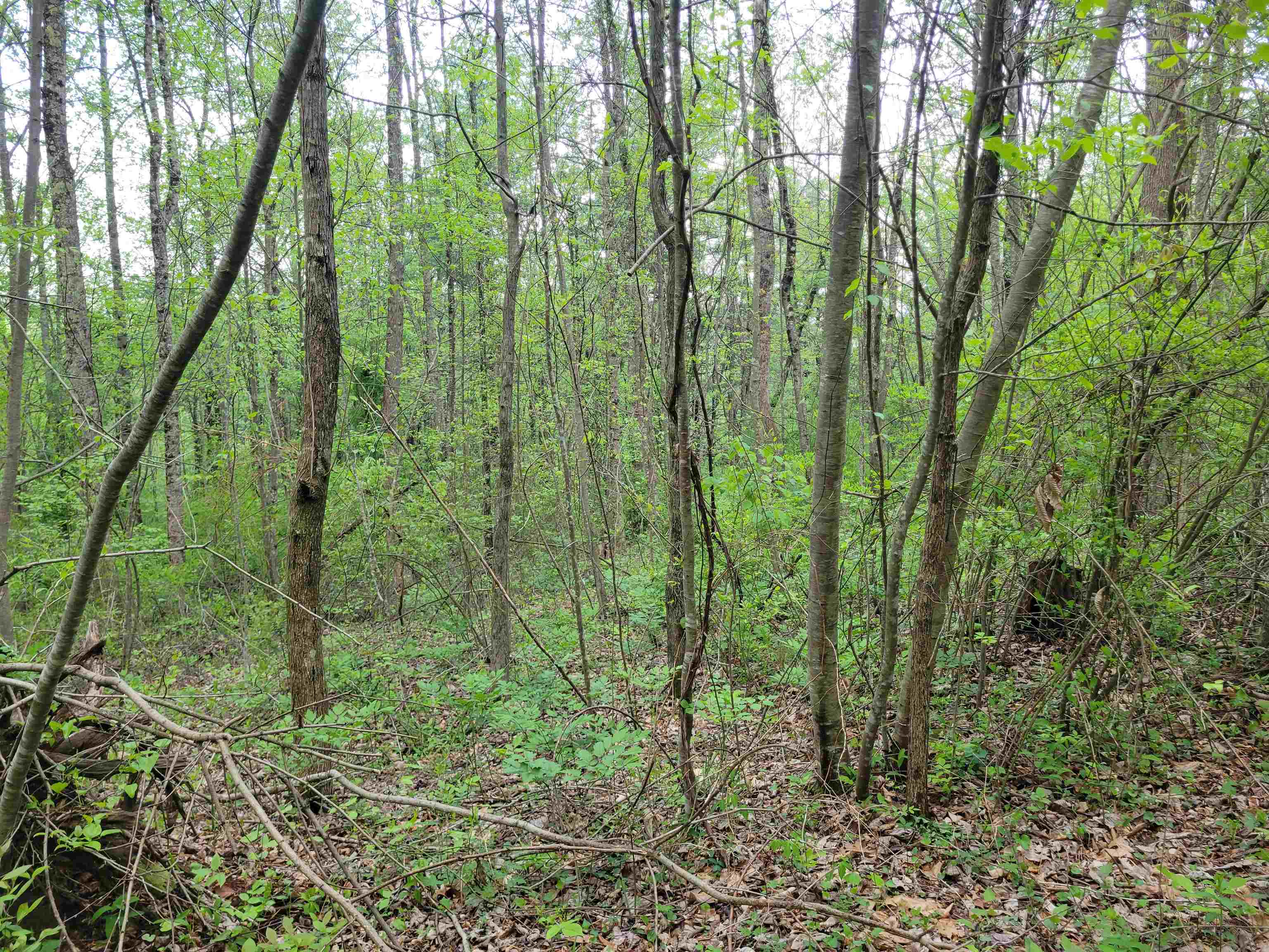 Tbd Danville Pike Road SW Meadows Of Dan VA 24120
