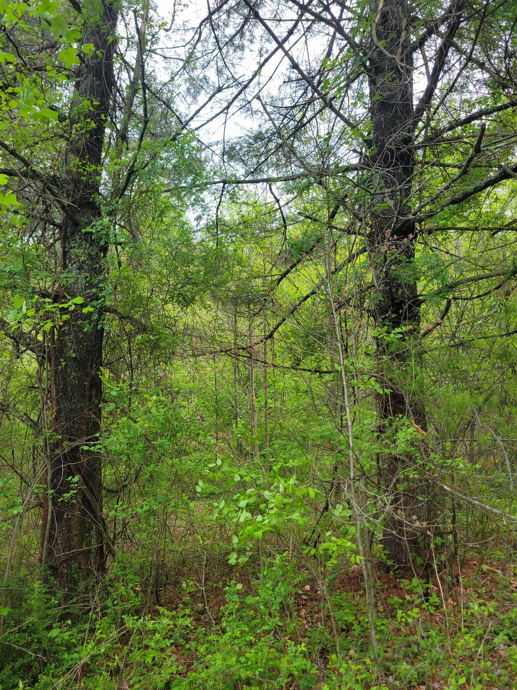 Tbd Danville Pike Road SW Meadows Of Dan VA 24120