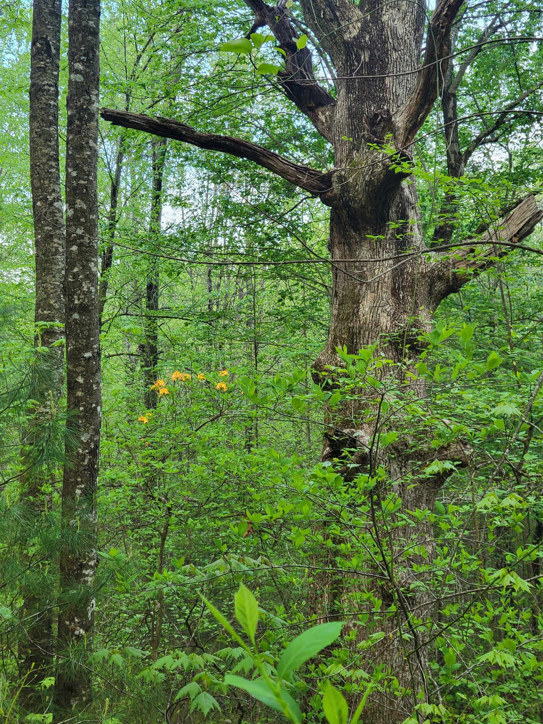 Tbd Danville Pike Road SW Meadows Of Dan VA 24120