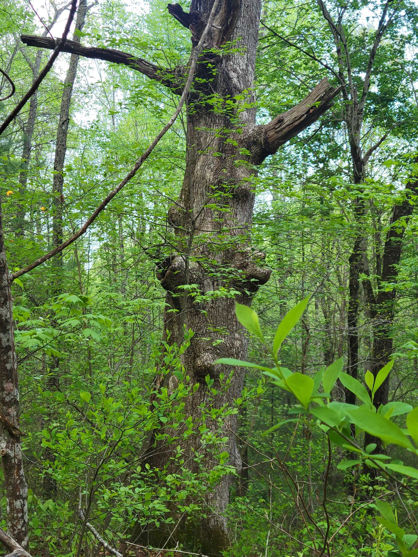 Tbd Danville Pike Road SW Meadows Of Dan VA 24120