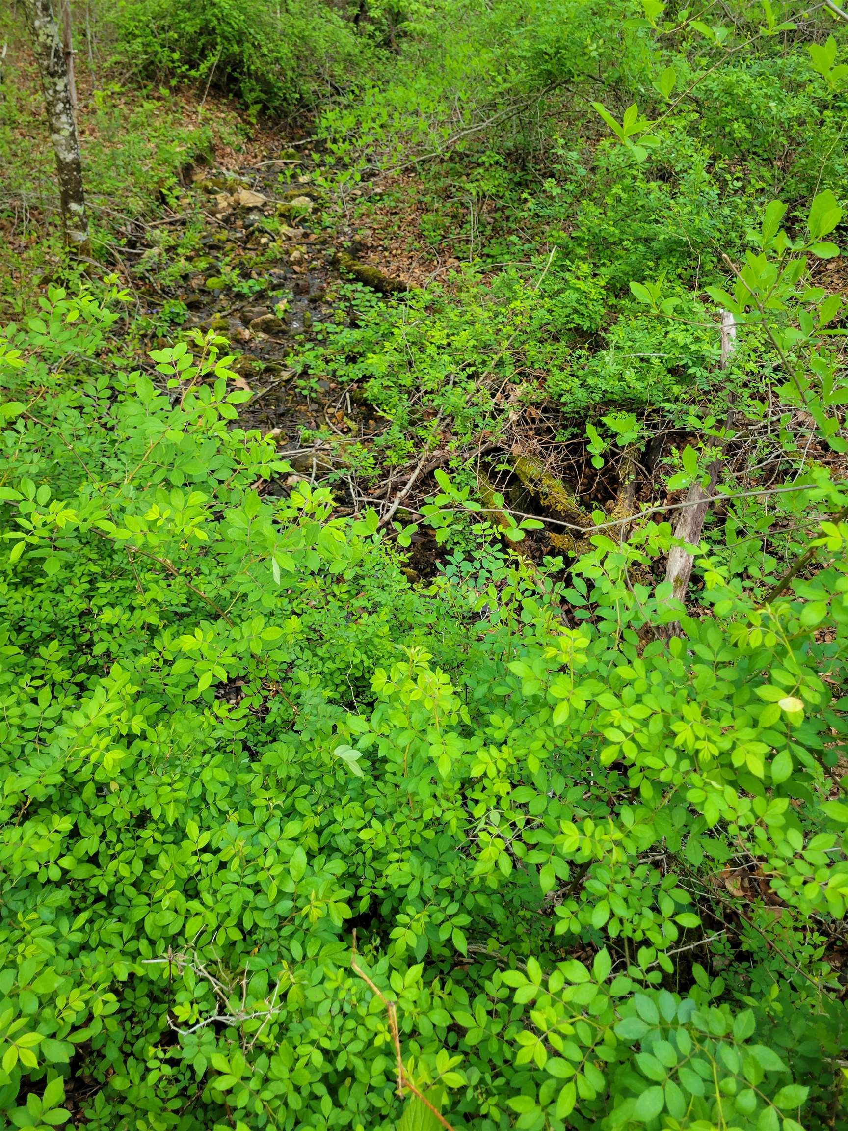 Tbd Danville Pike Road SW Meadows Of Dan VA 24120