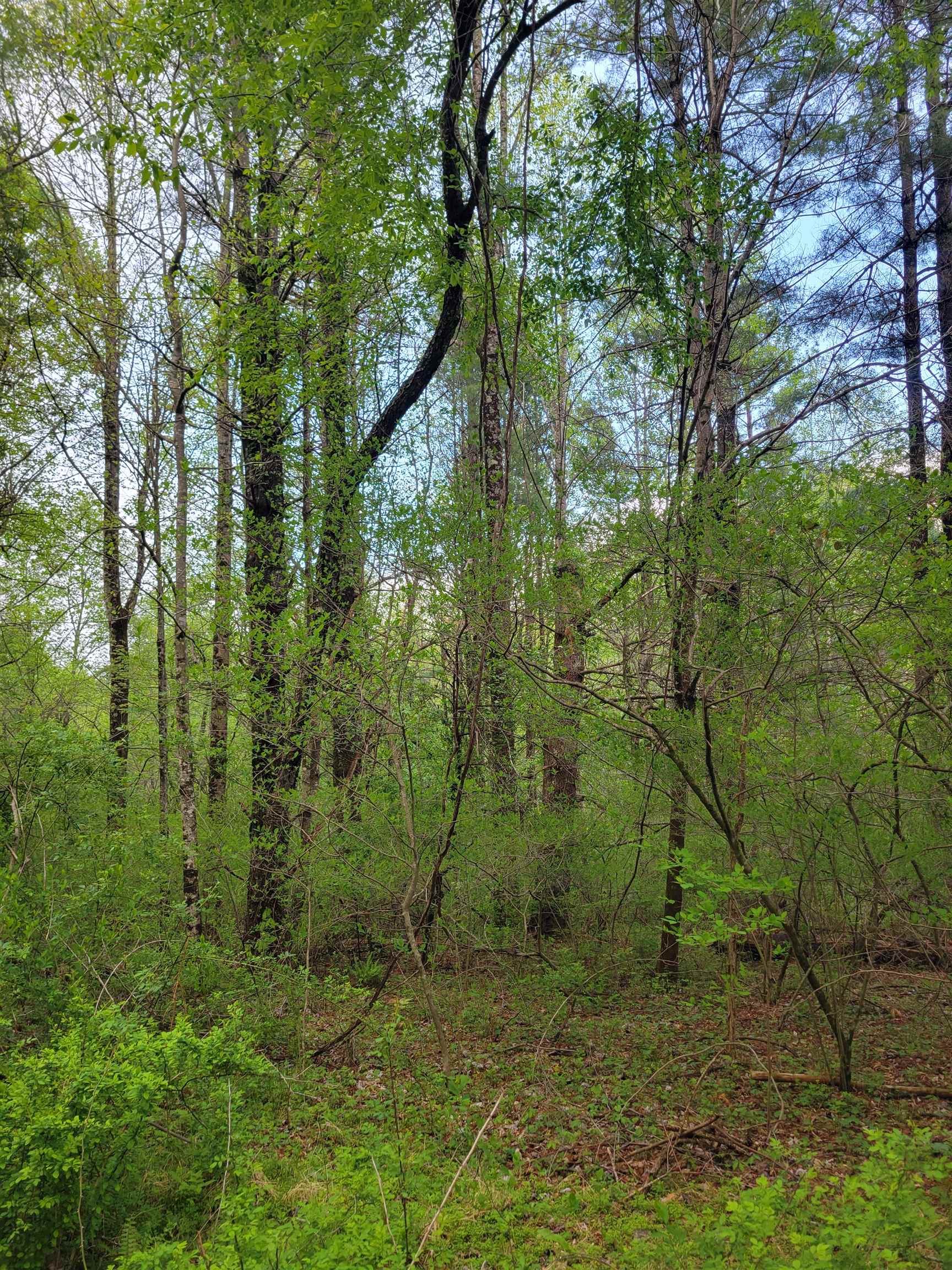 Tbd Danville Pike Road SW Meadows Of Dan VA 24120