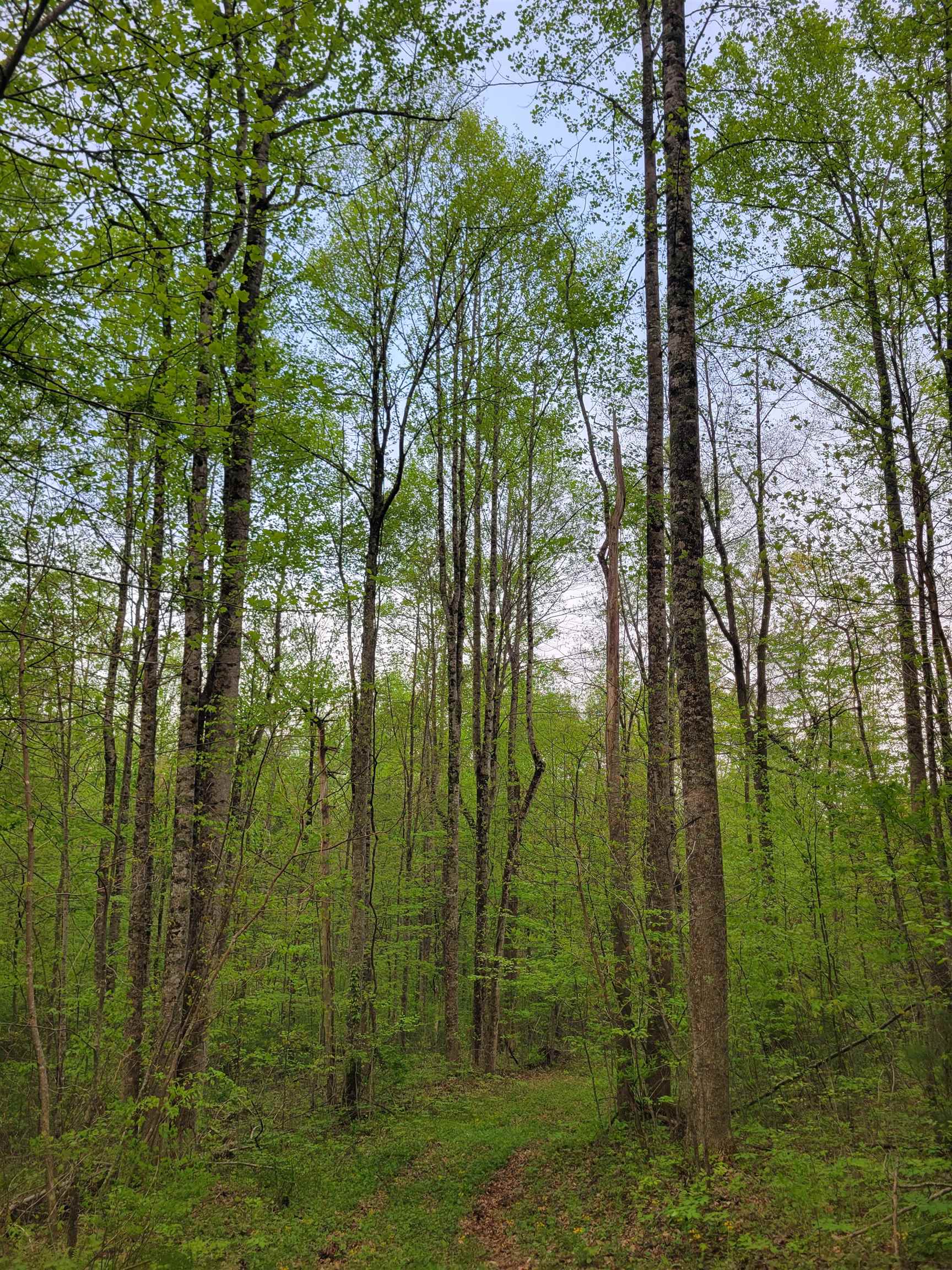 Tbd Danville Pike Road SW Meadows Of Dan VA 24120