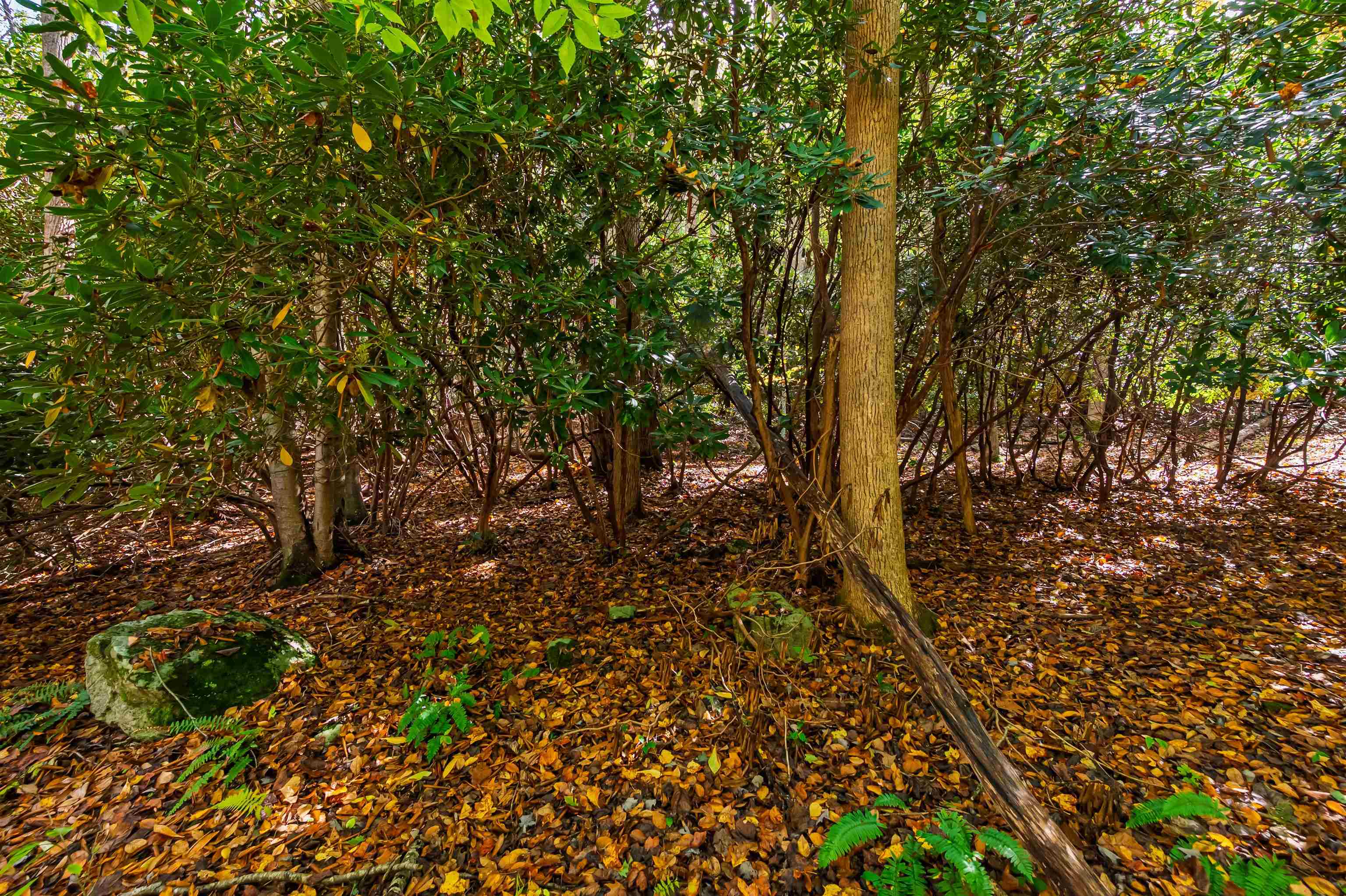 Tbd Elk Creek Parkway Independence VA 24348