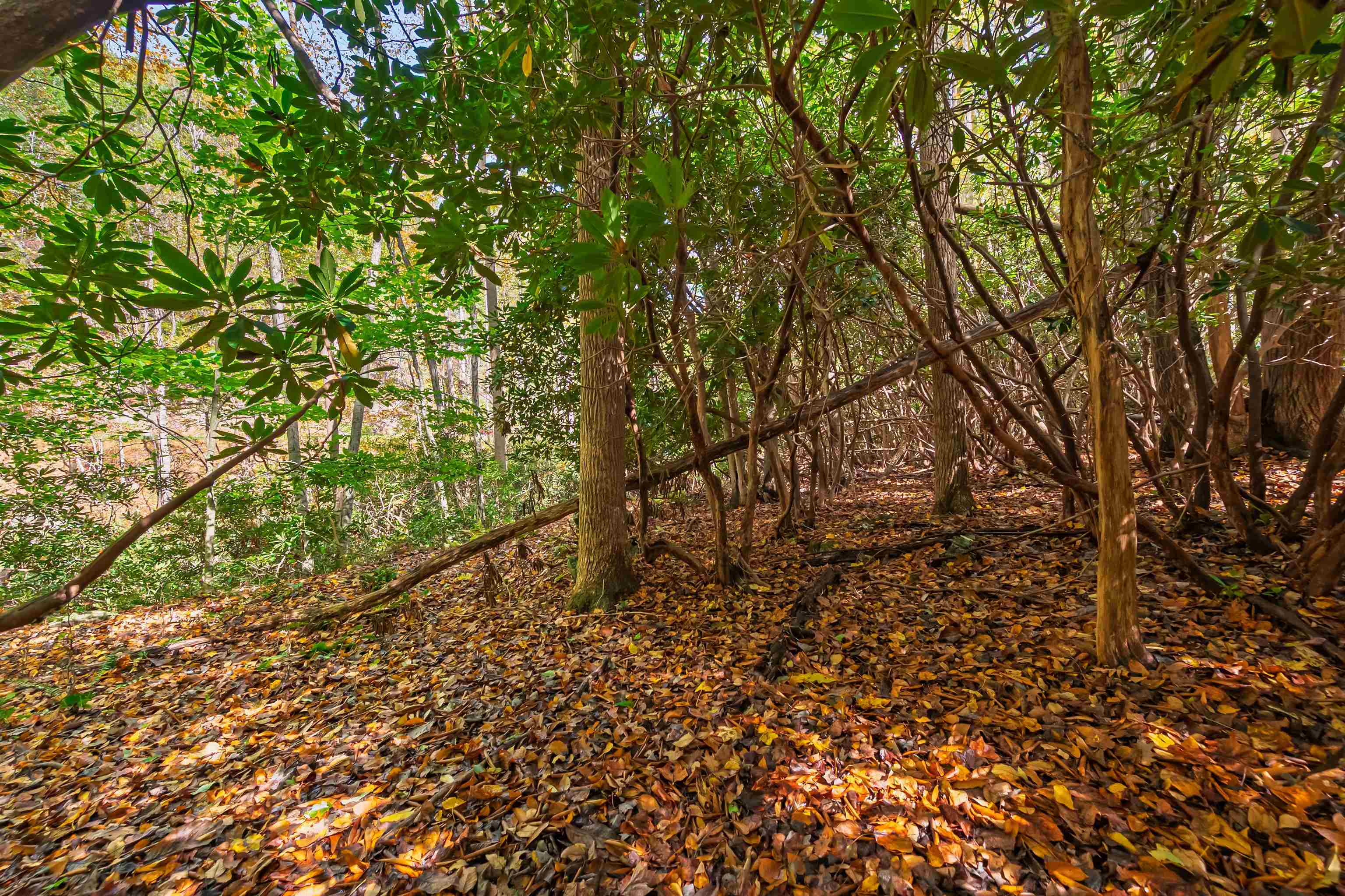 Tbd Elk Creek Parkway Independence VA 24348