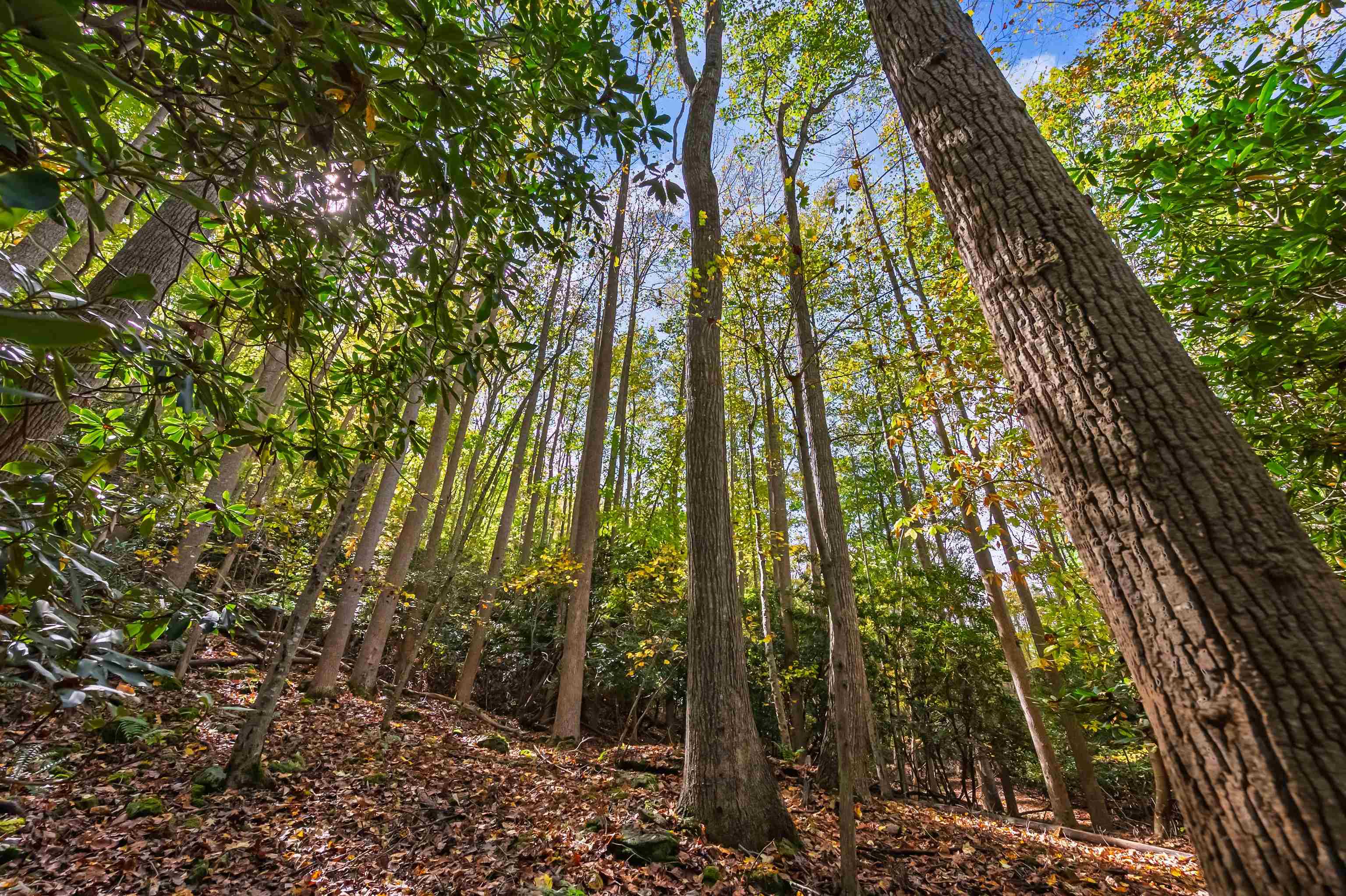 Tbd Elk Creek Parkway Independence VA 24348