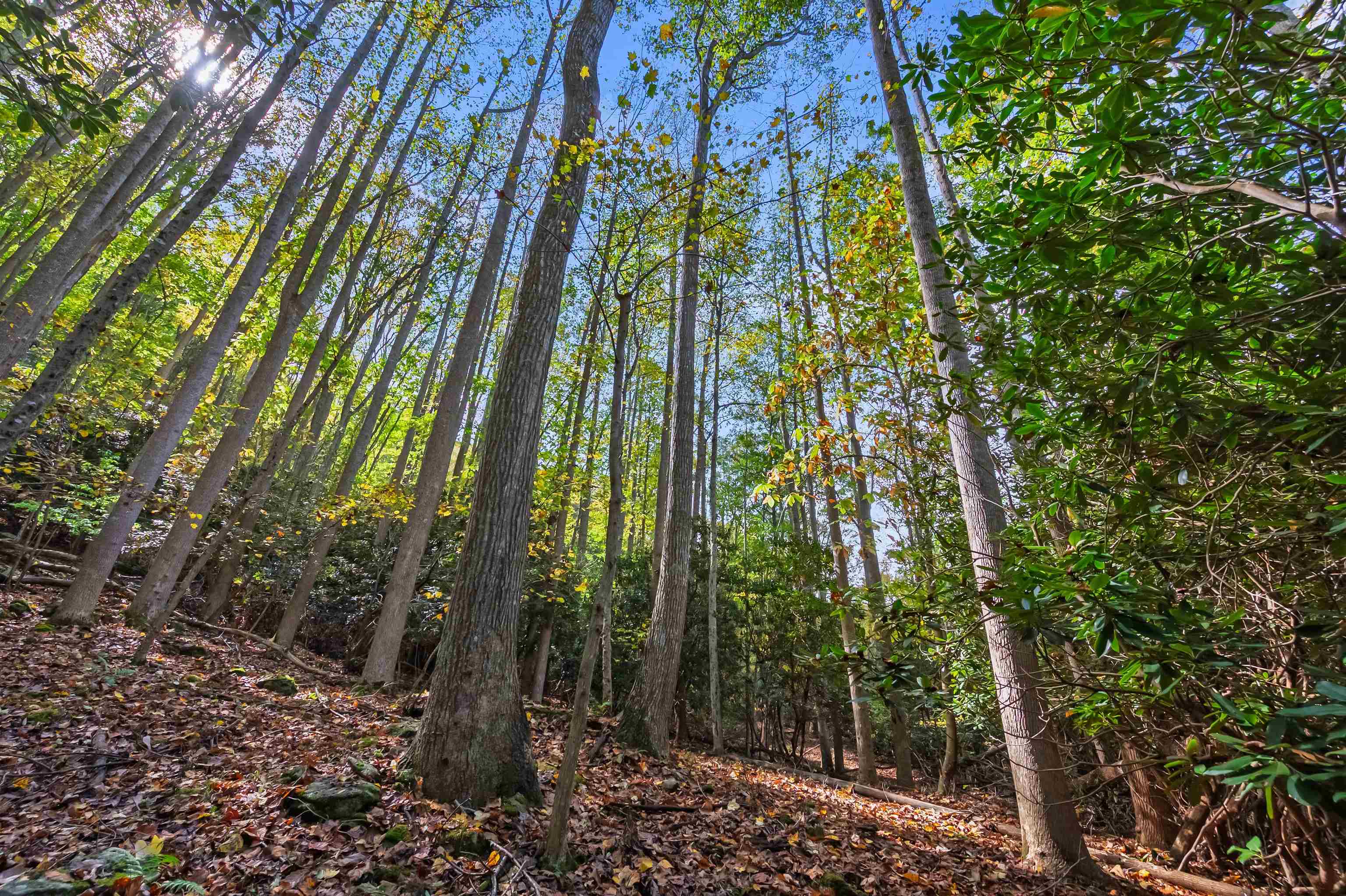 Tbd Elk Creek Parkway Independence VA 24348