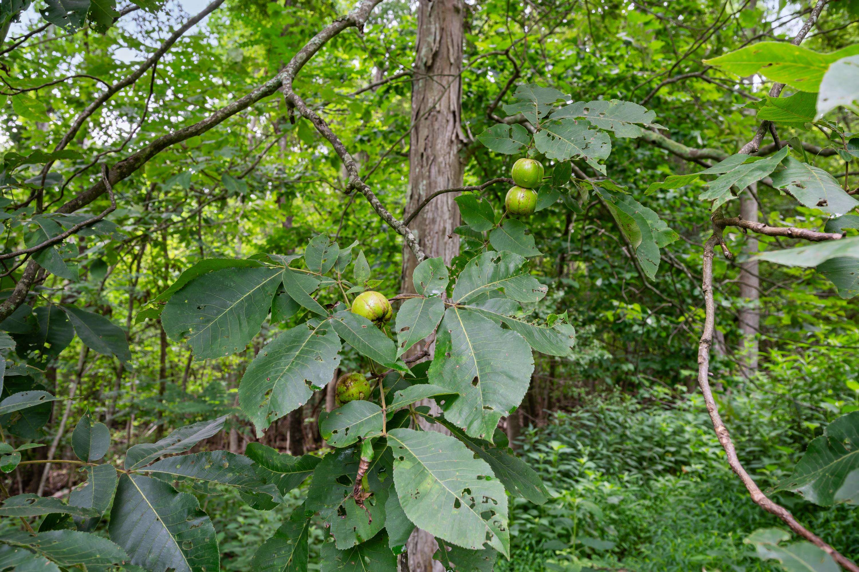 Tbd N Lot G Springdale Road N Pearisburg VA 24134