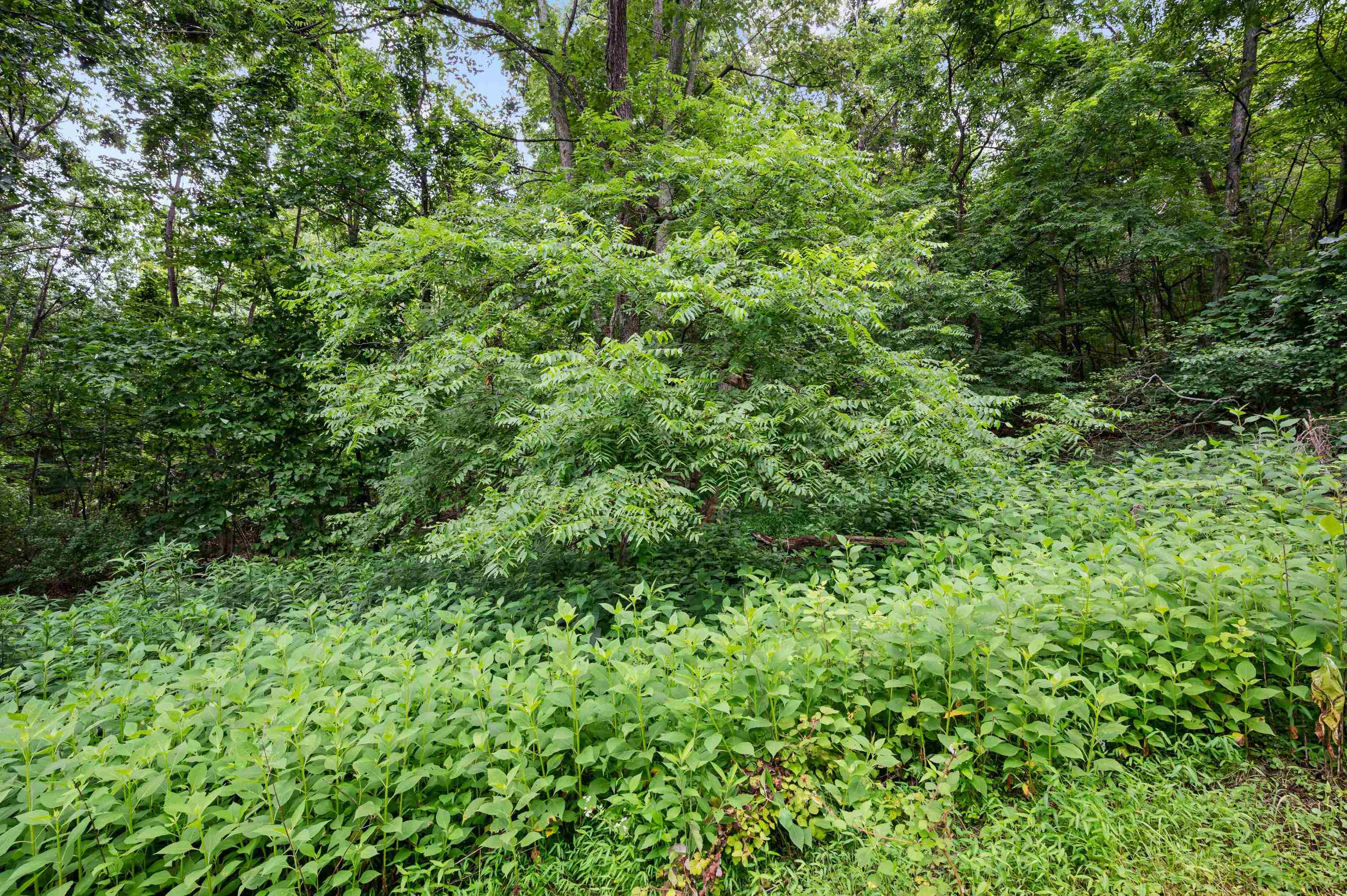 Tbd N Lot G Springdale Road N Pearisburg VA 24134