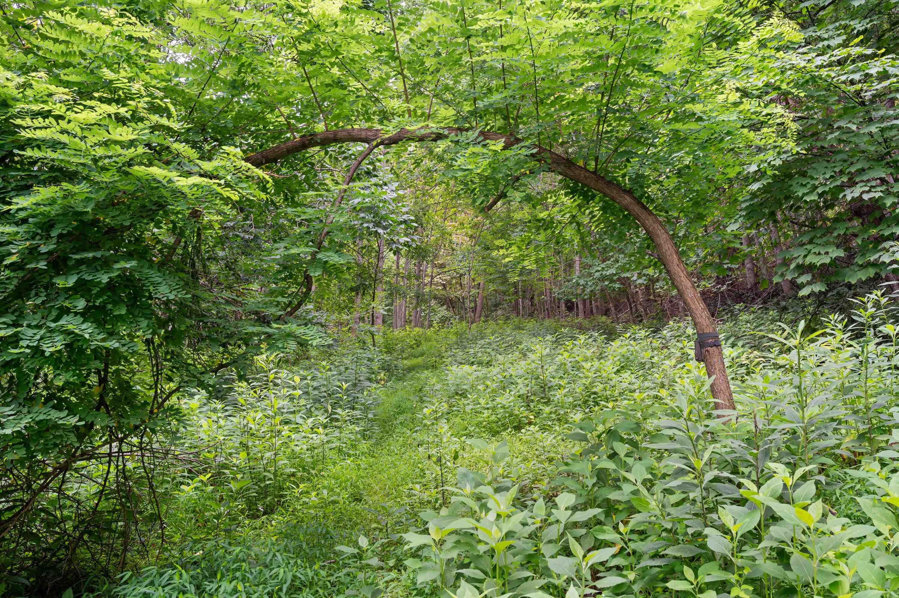 Tbd N Lot G Springdale Road N Pearisburg VA 24134