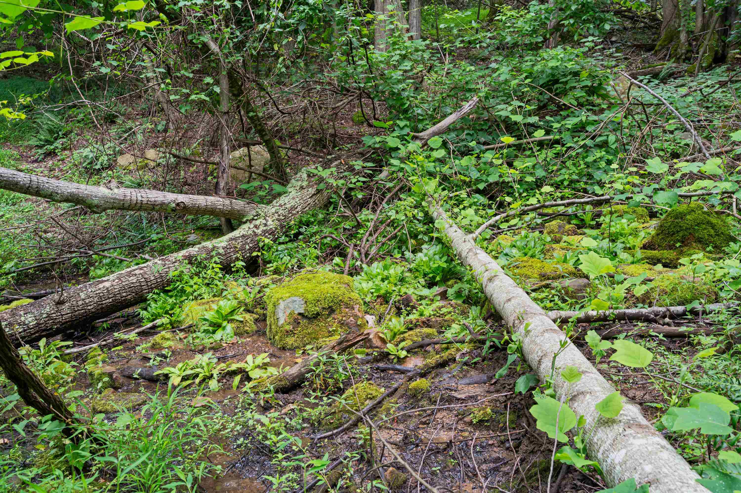 Tbd N Lot G Springdale Road N Pearisburg VA 24134