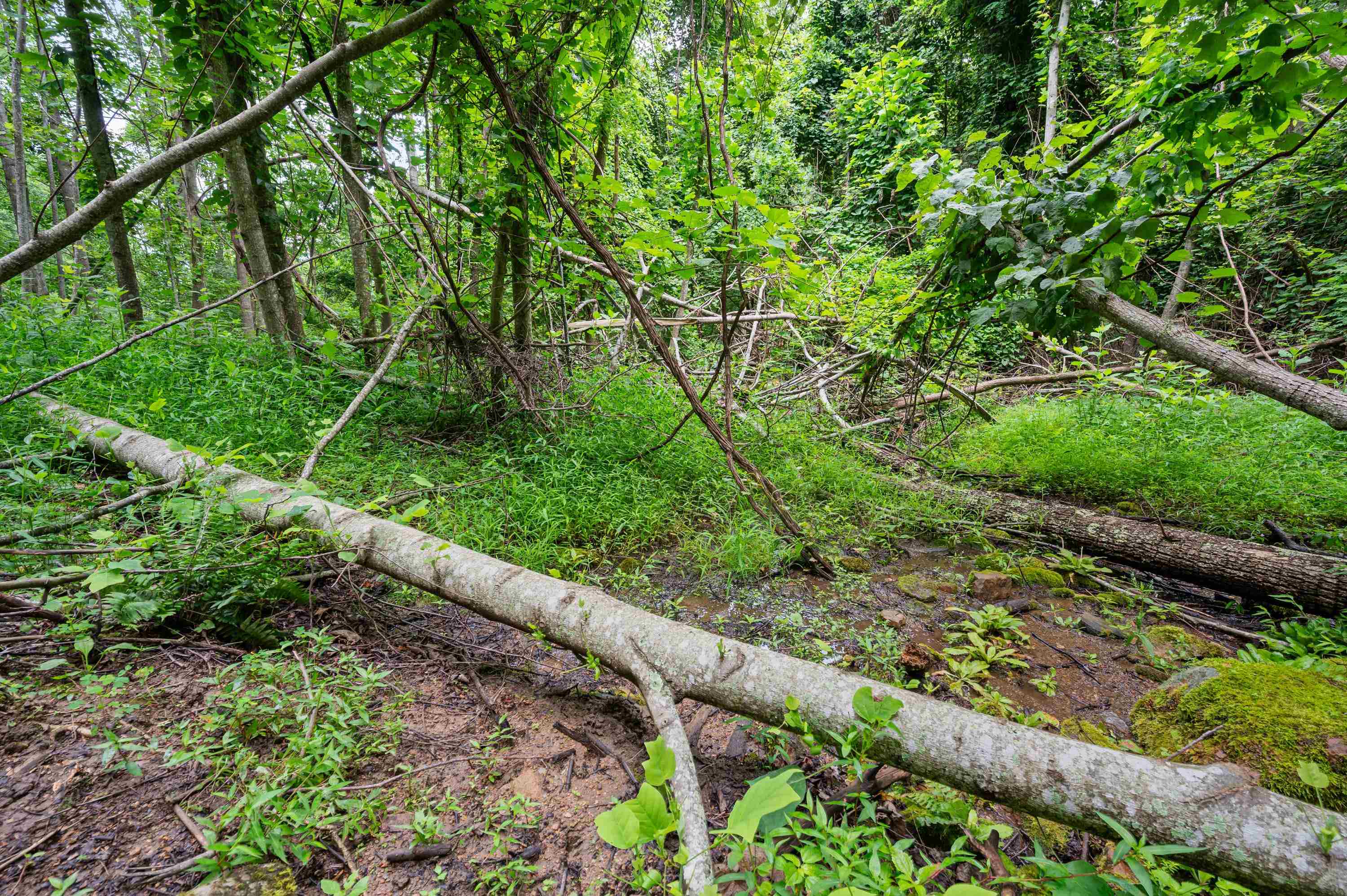 Tbd N Lot G Springdale Road N Pearisburg VA 24134