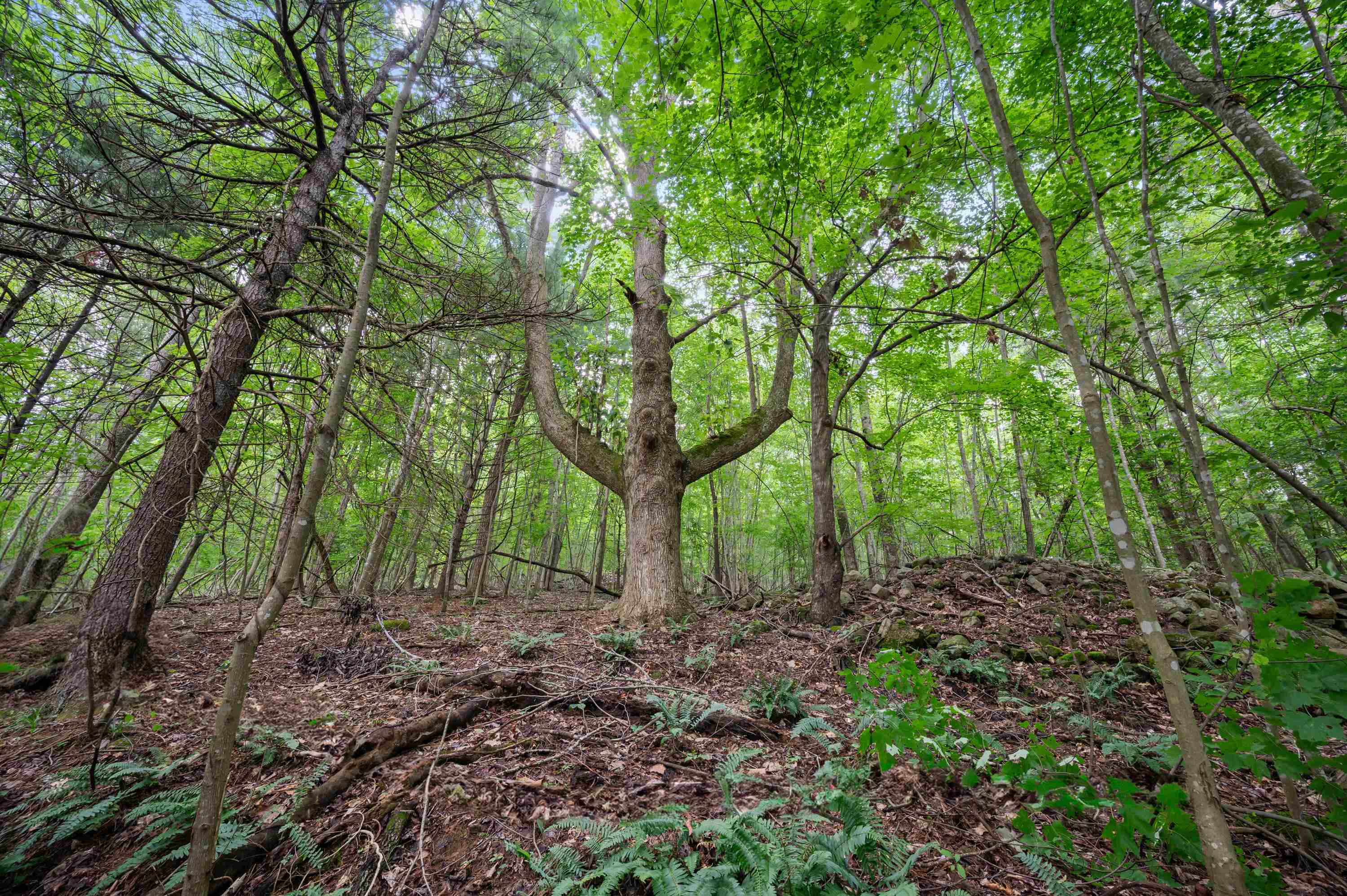 Tbd N Lot G Springdale Road N Pearisburg VA 24134