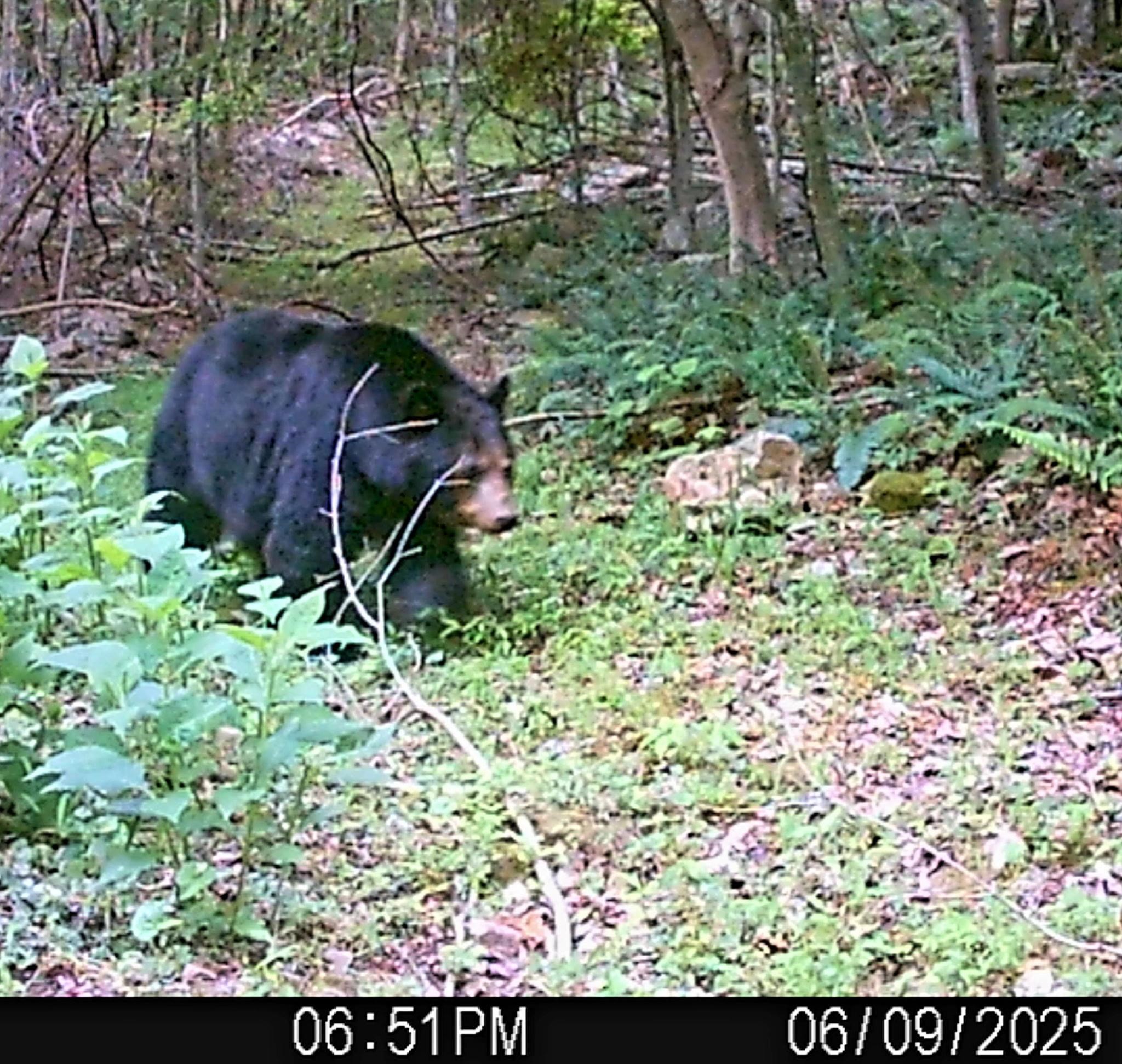 Tbd N Lot G Springdale Road N Pearisburg VA 24134