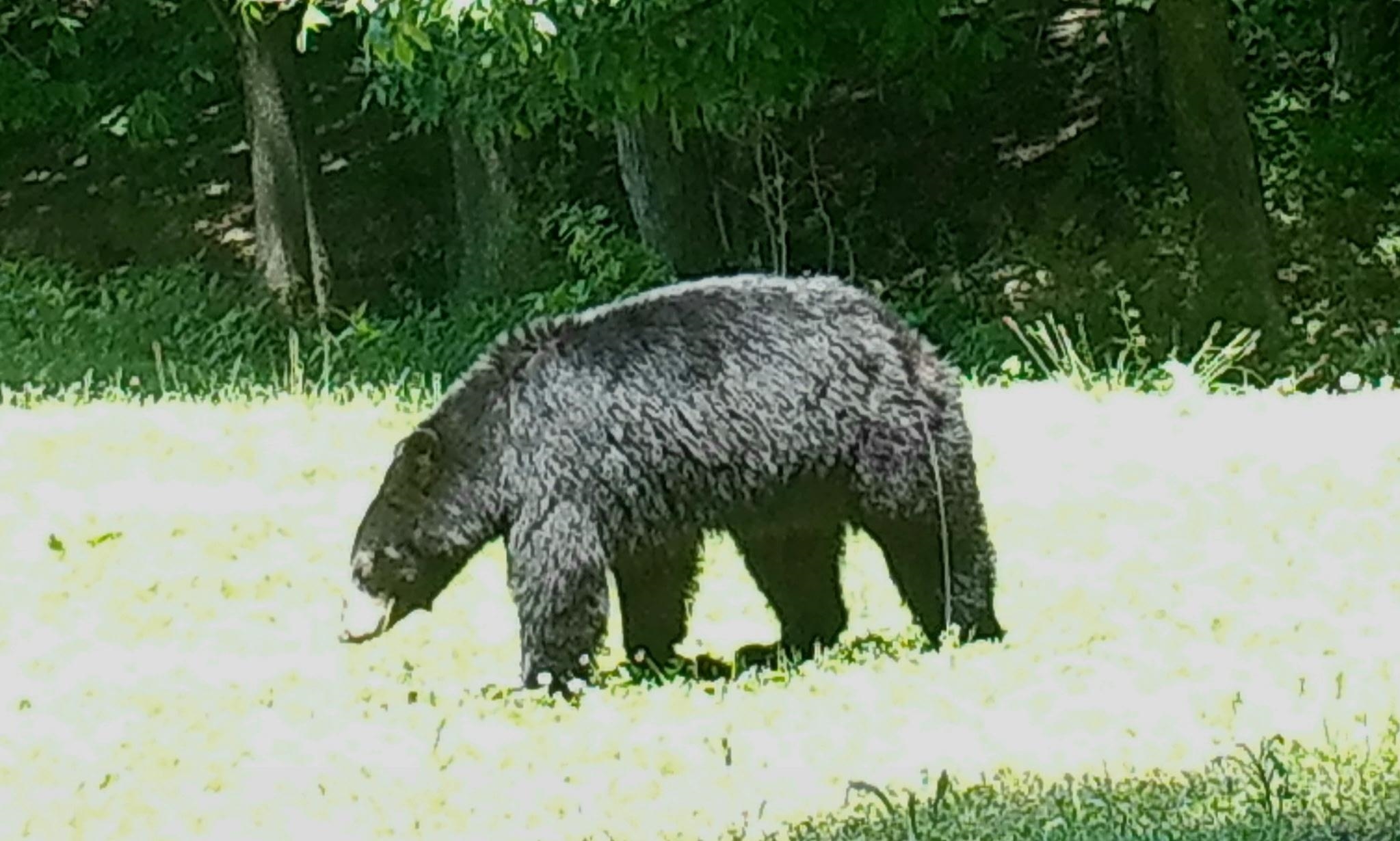 Tbd N Lot G Springdale Road N Pearisburg VA 24134