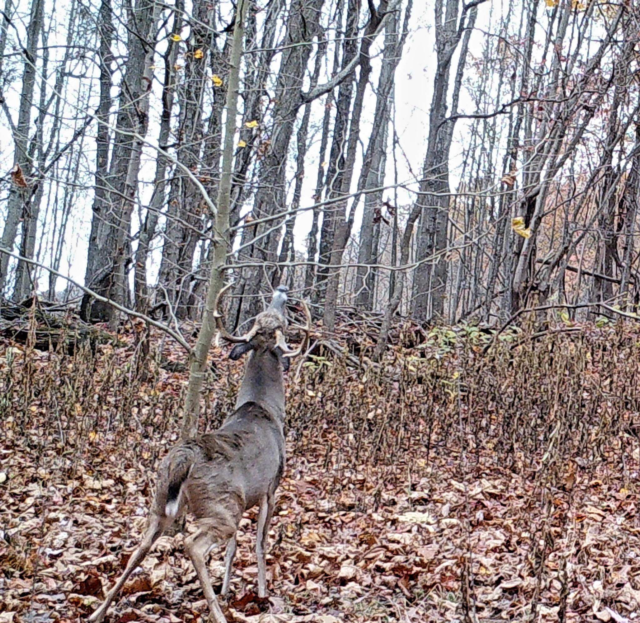 Tbd N Lot G Springdale Road N Pearisburg VA 24134