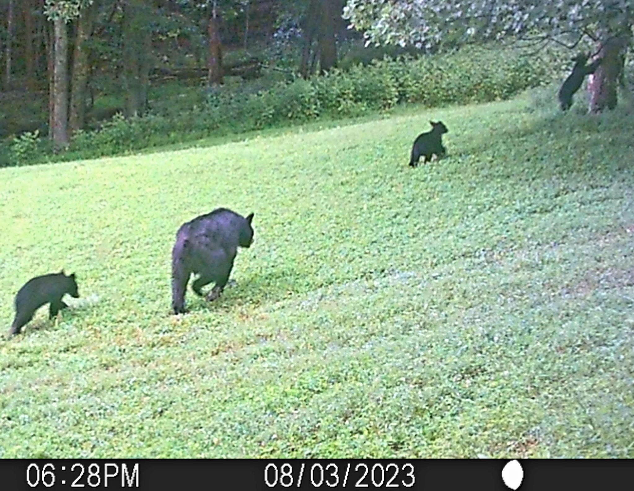 Tbd N Lot G Springdale Road N Pearisburg VA 24134