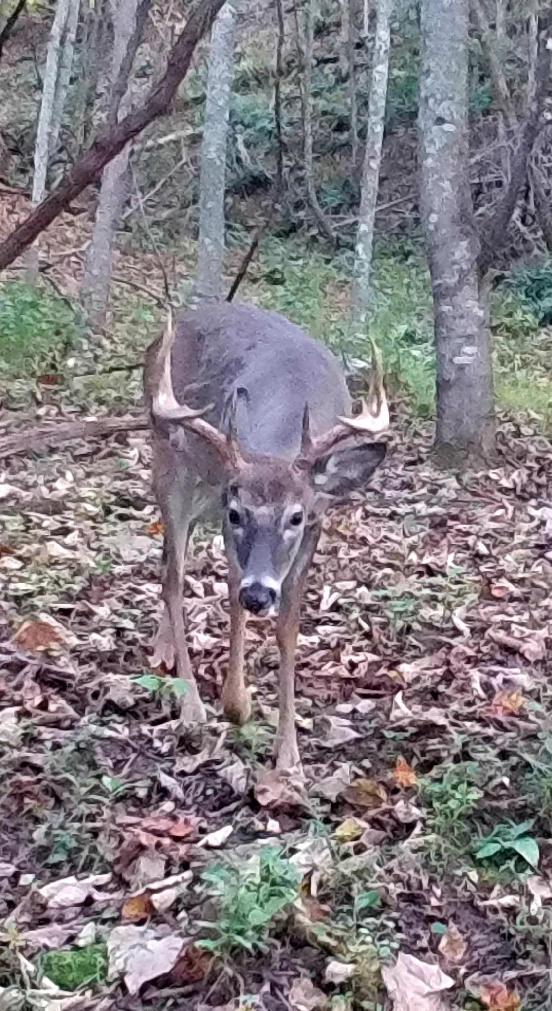 Tbd N Lot G Springdale Road N Pearisburg VA 24134