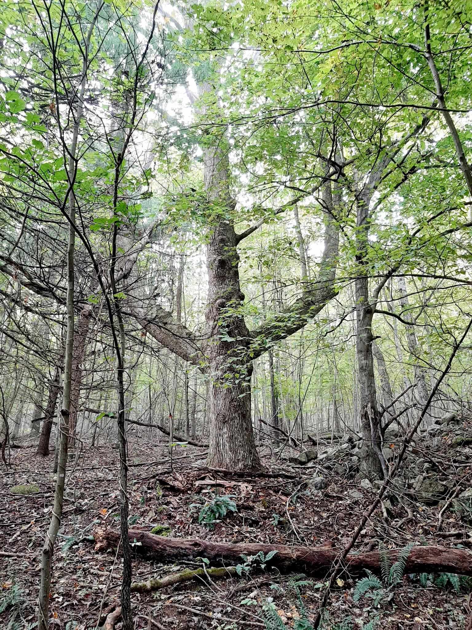 Tbd N Lot G Springdale Road N Pearisburg VA 24134