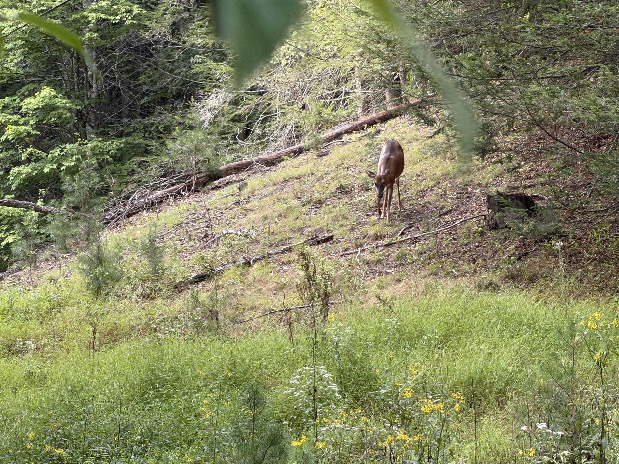 333 Stillhouse Hollow Road Saltville VA 24370