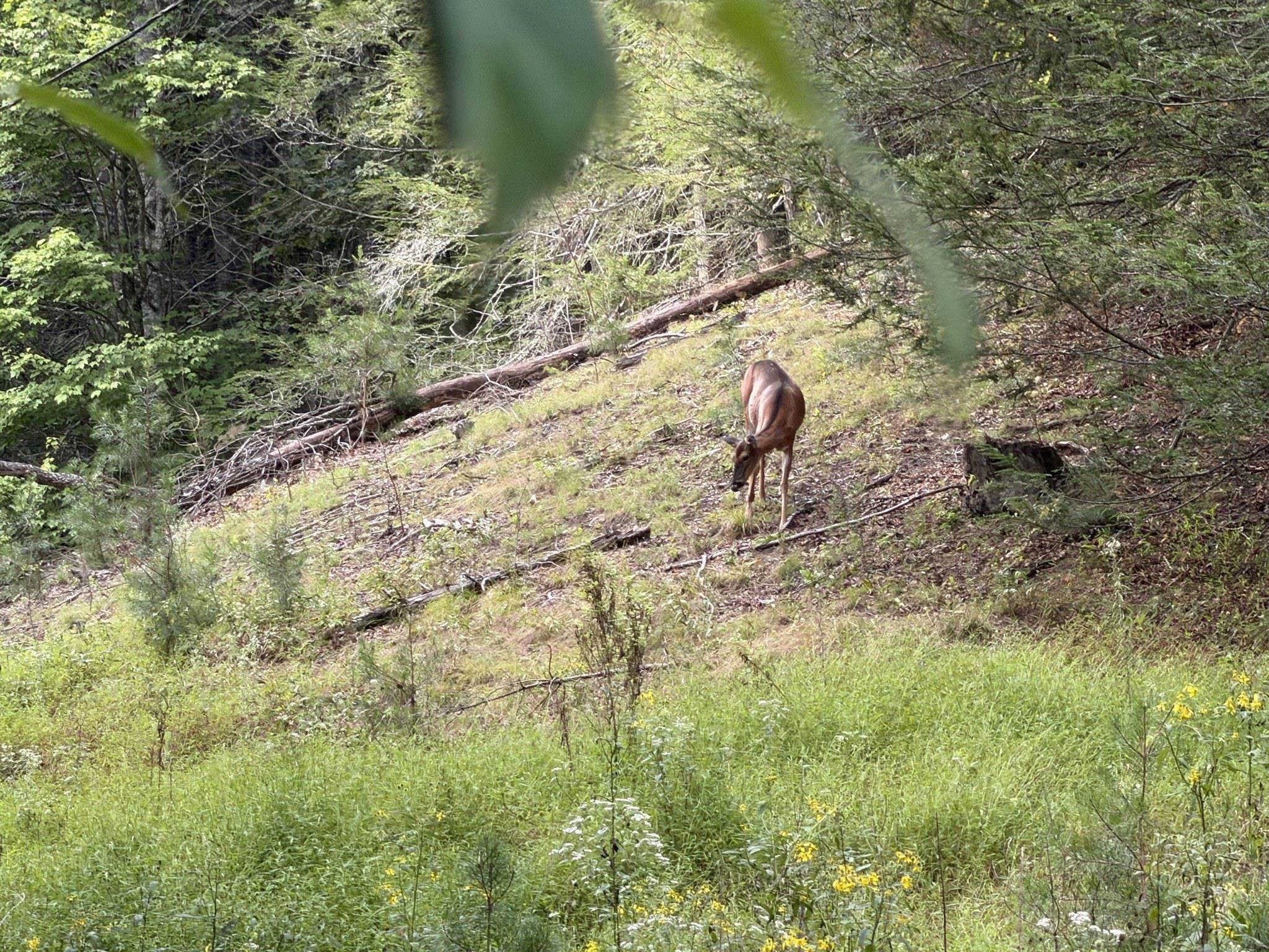 333 Stillhouse Hollow Road Saltville VA 24370