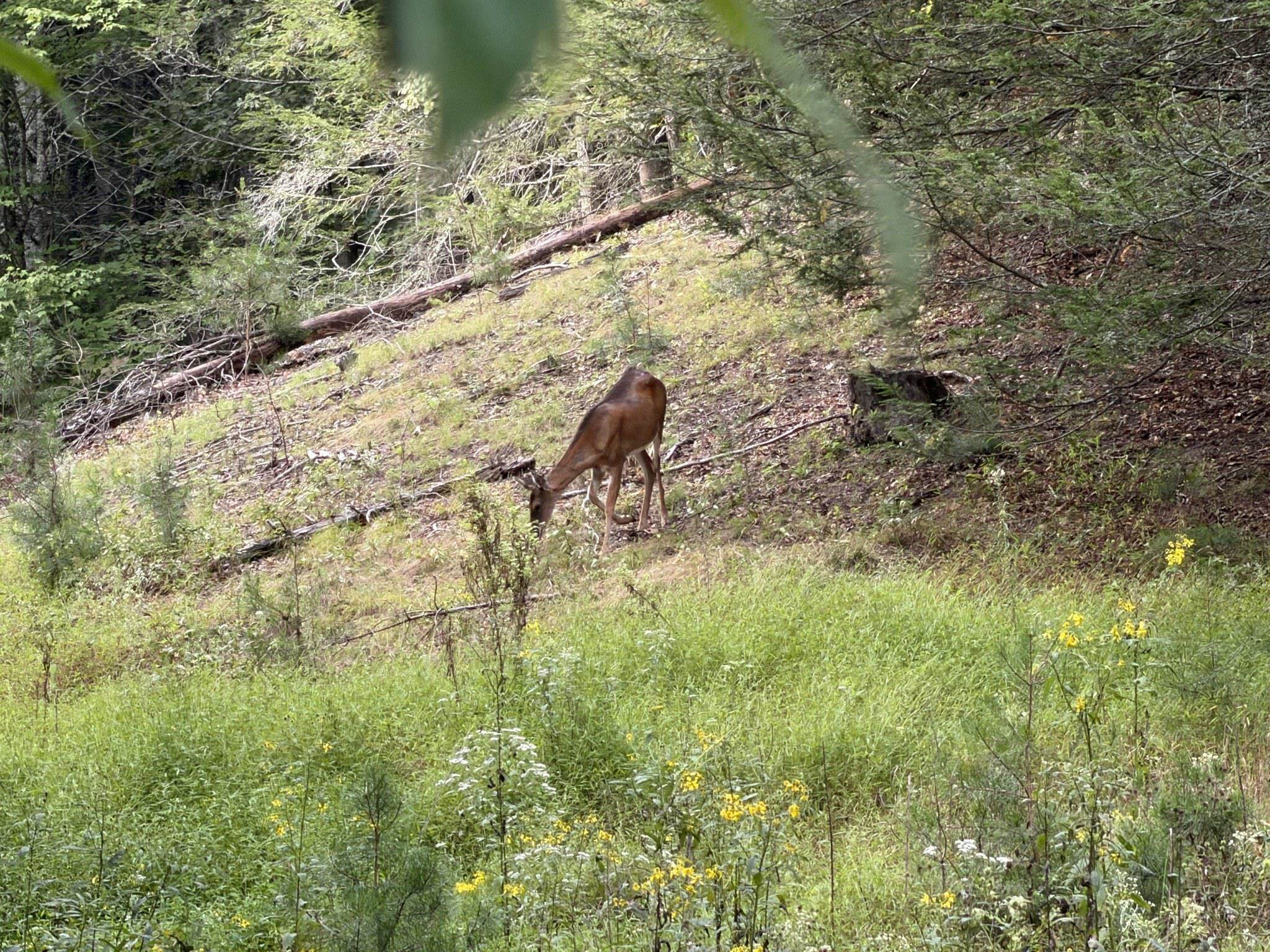 333 Stillhouse Hollow Road Saltville VA 24370