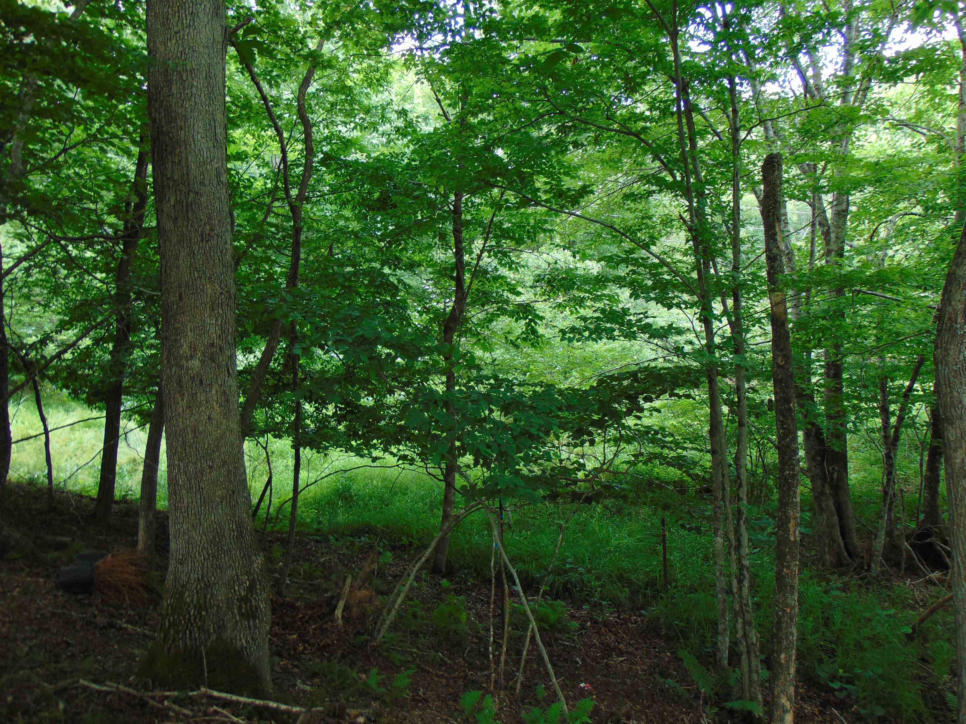 5380 Laurel Fork Road Rocky Gap VA 24366