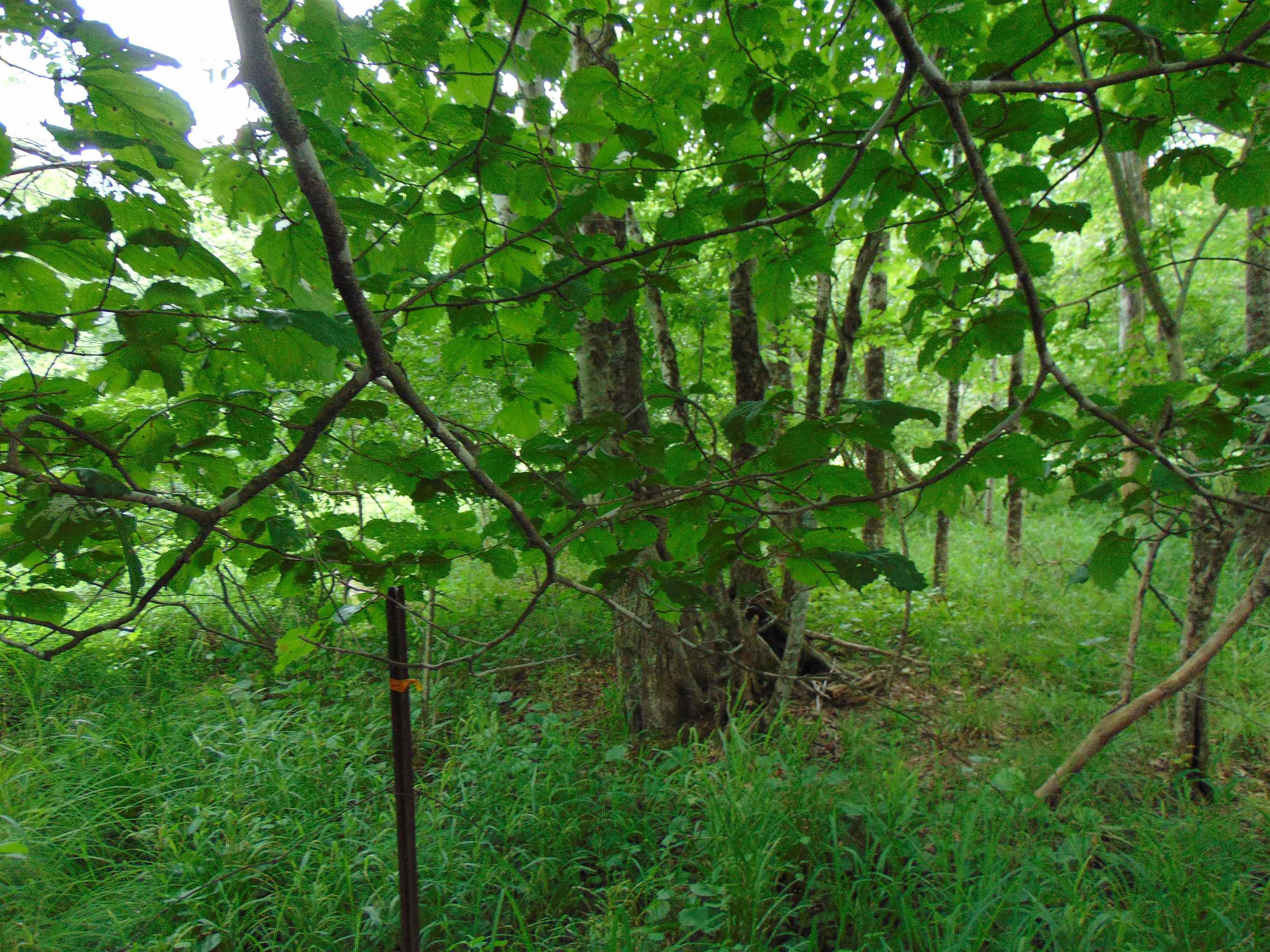 5380 Laurel Fork Road Rocky Gap VA 24366