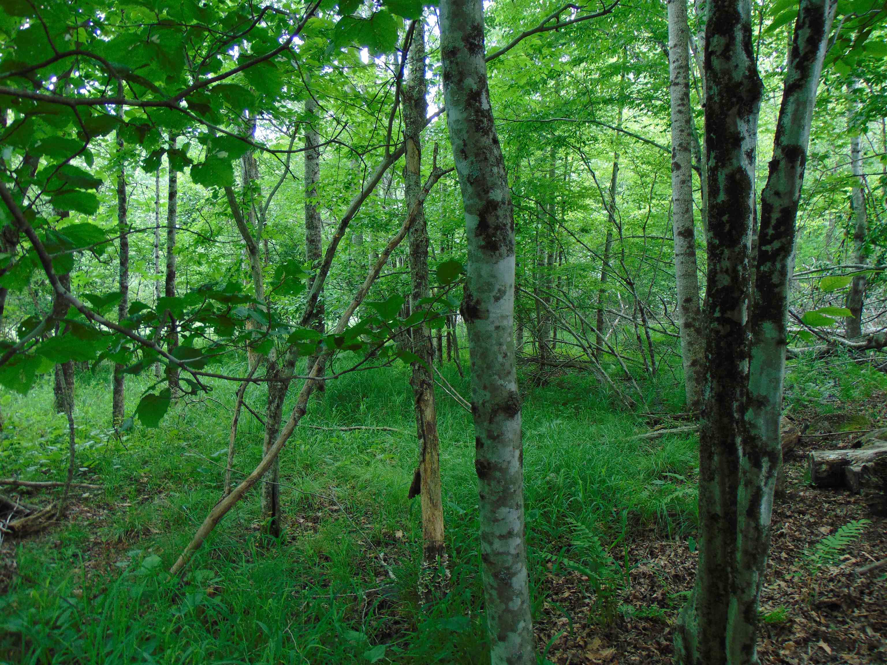 5380 Laurel Fork Road Rocky Gap VA 24366