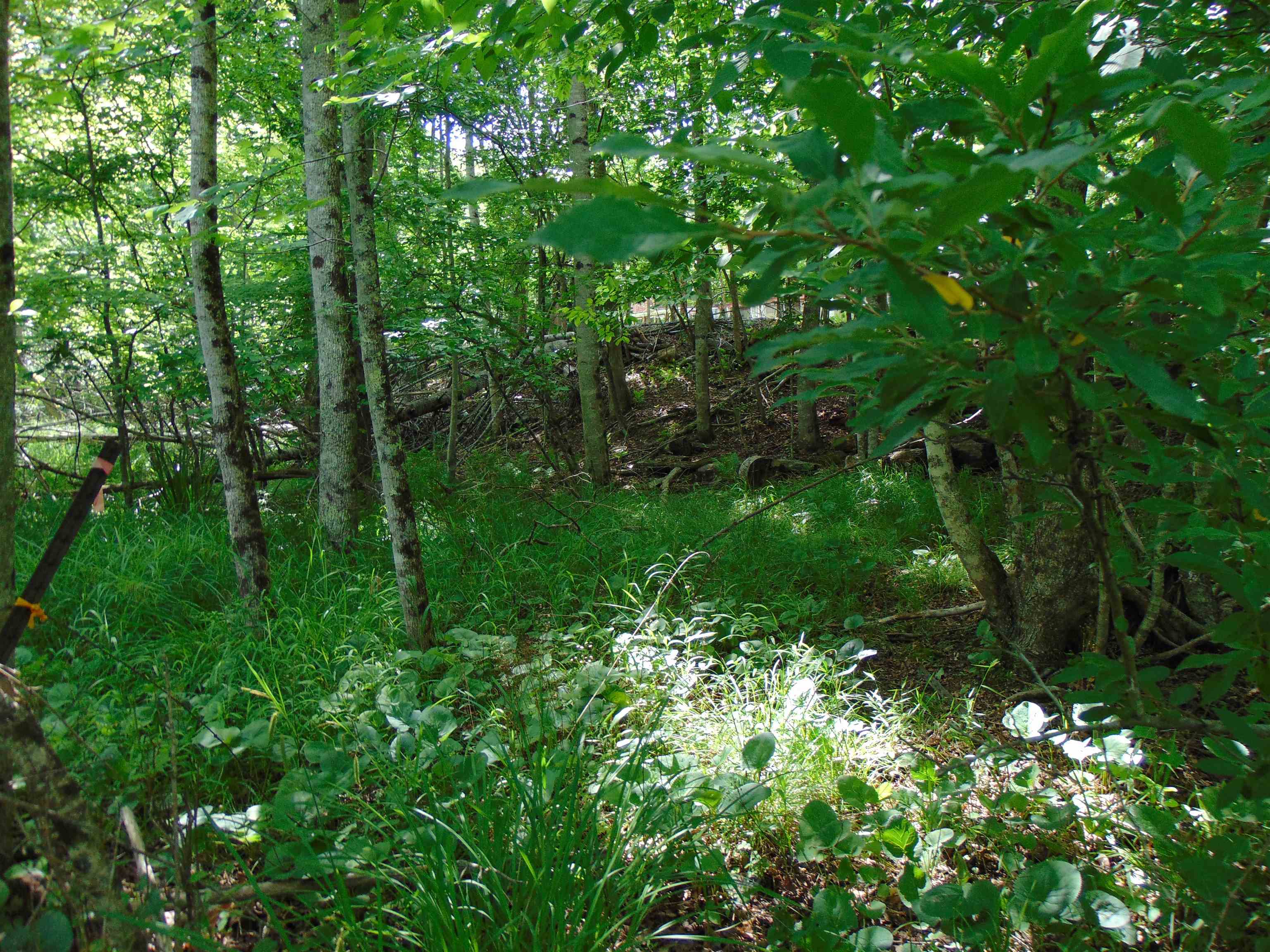 5380 Laurel Fork Road Rocky Gap VA 24366