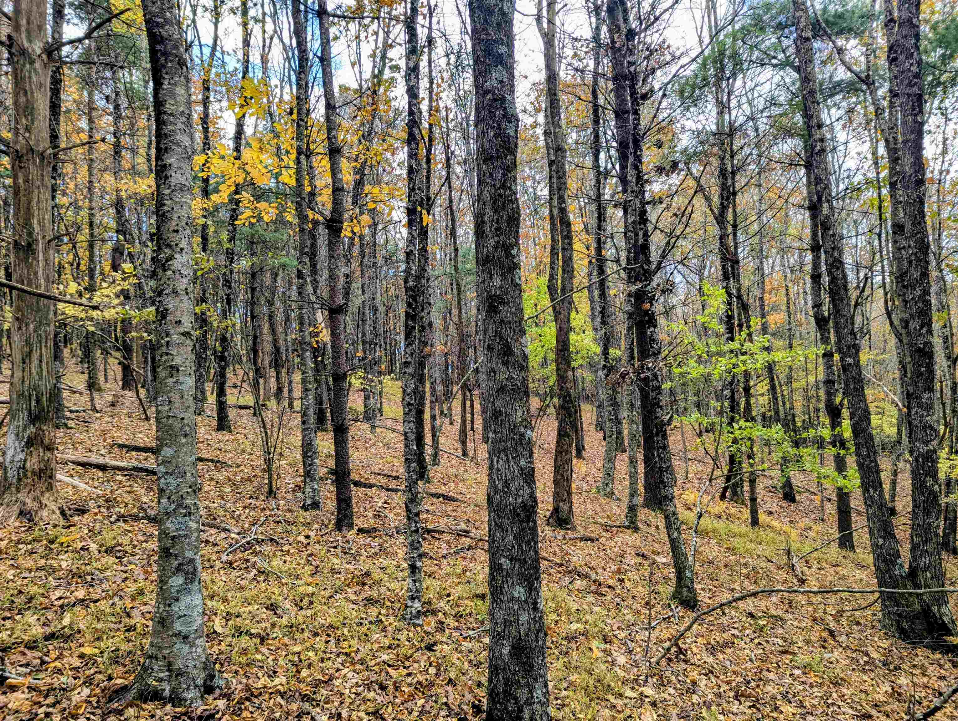 3384 Fairview Church Road Floyd VA 24091