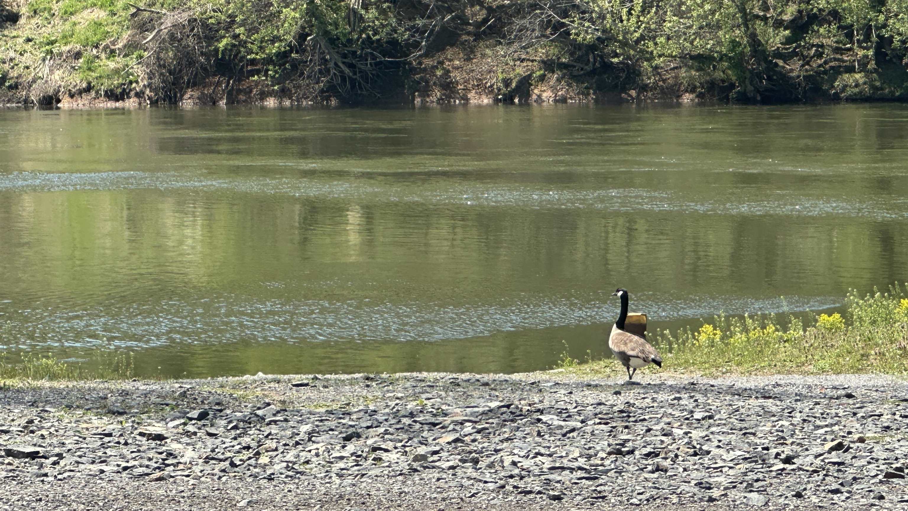 385 Lone Ash Road Barren Springs VA 24313