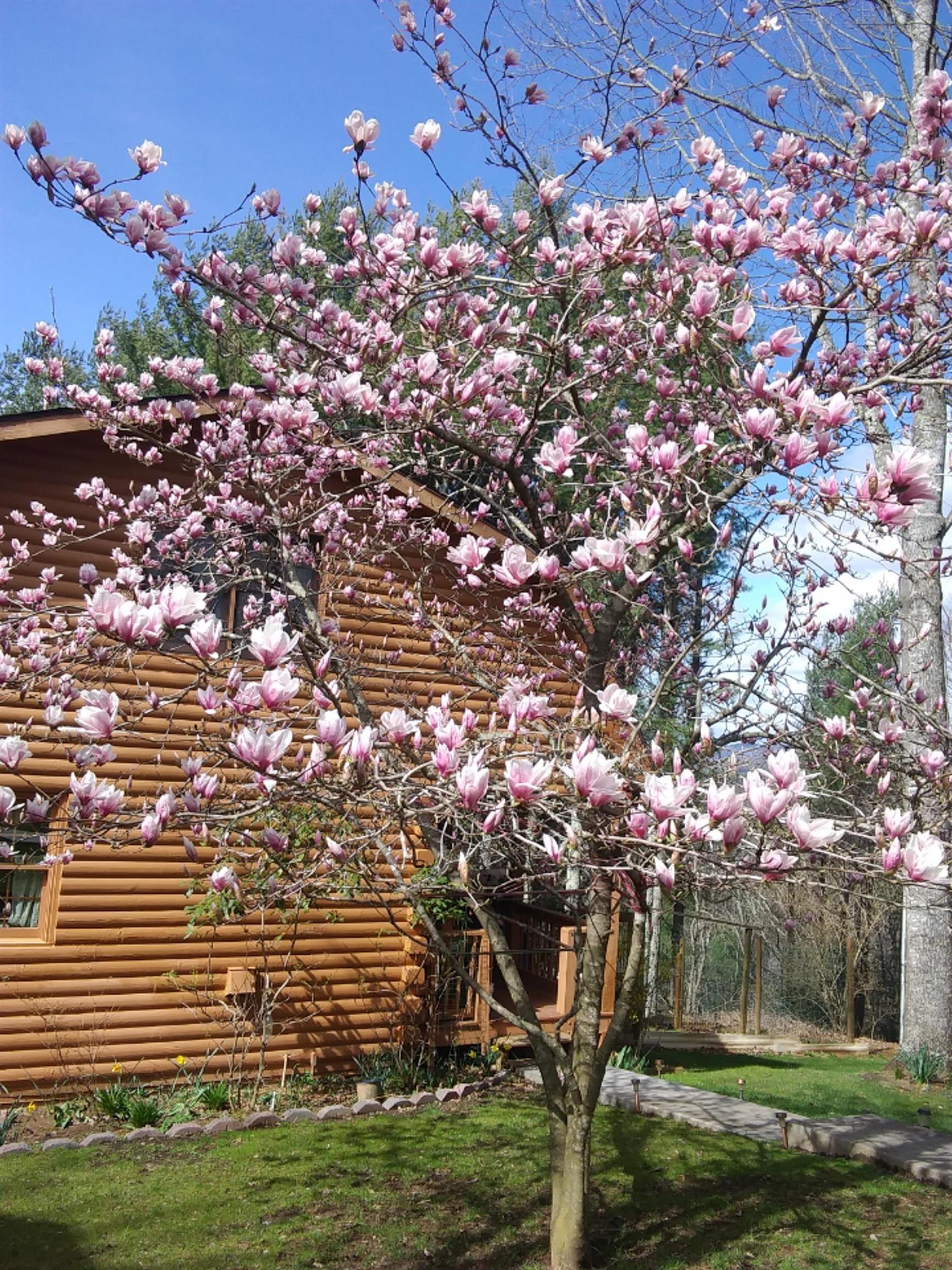 305 Mulberry Lane Mouth Of Wilson VA 24363