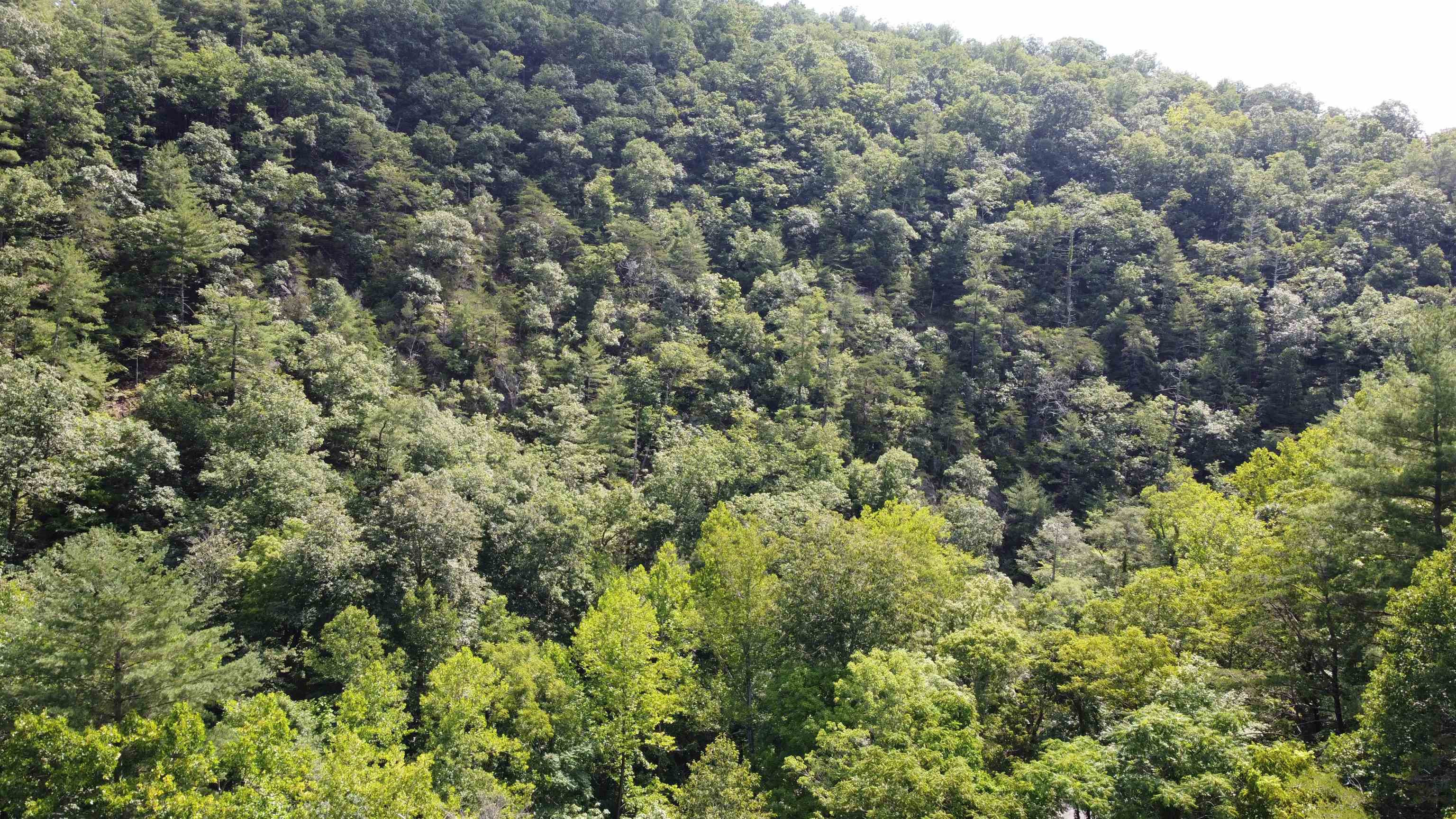 3893 Alleghany Spring Road Shawsville VA 24162