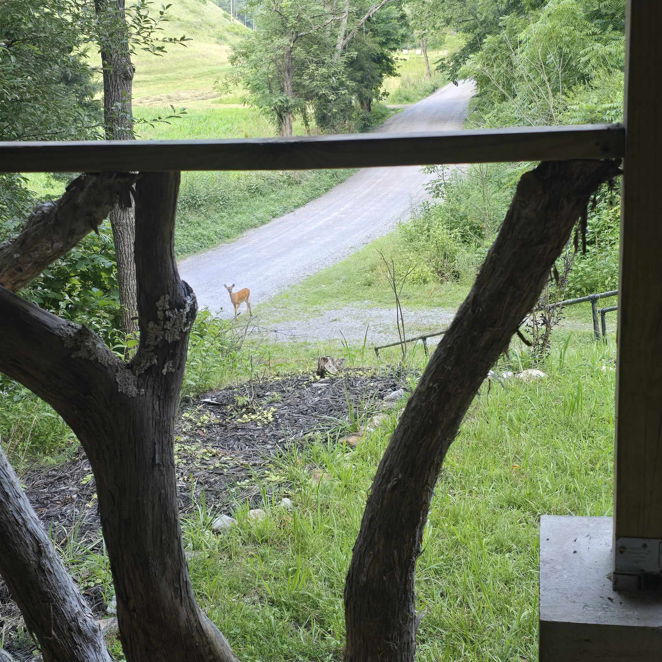 2638 Fishers View Road Shawsville VA 24162