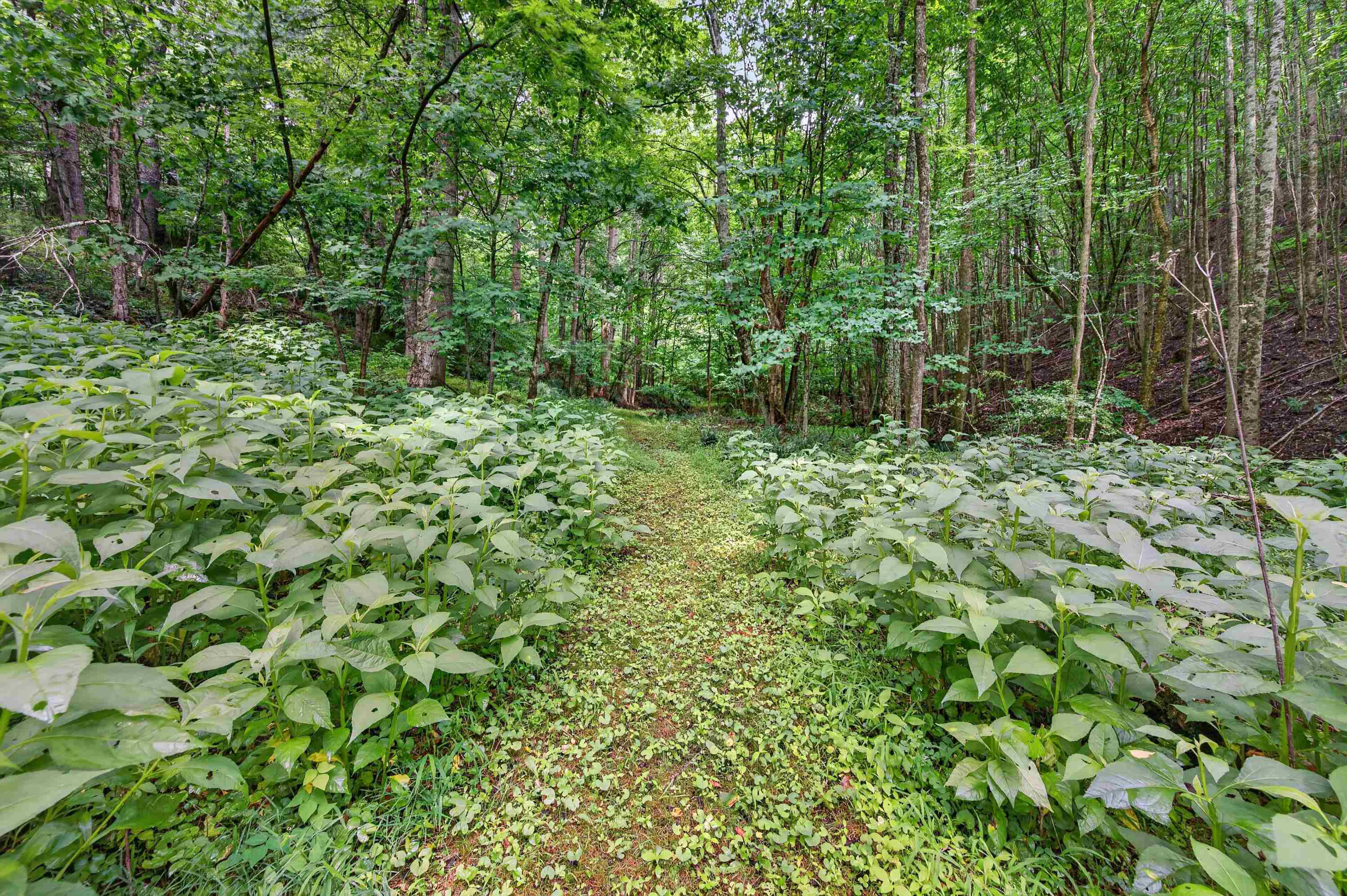 1625 Hollandsworth Road NW Indian Valley VA 24105