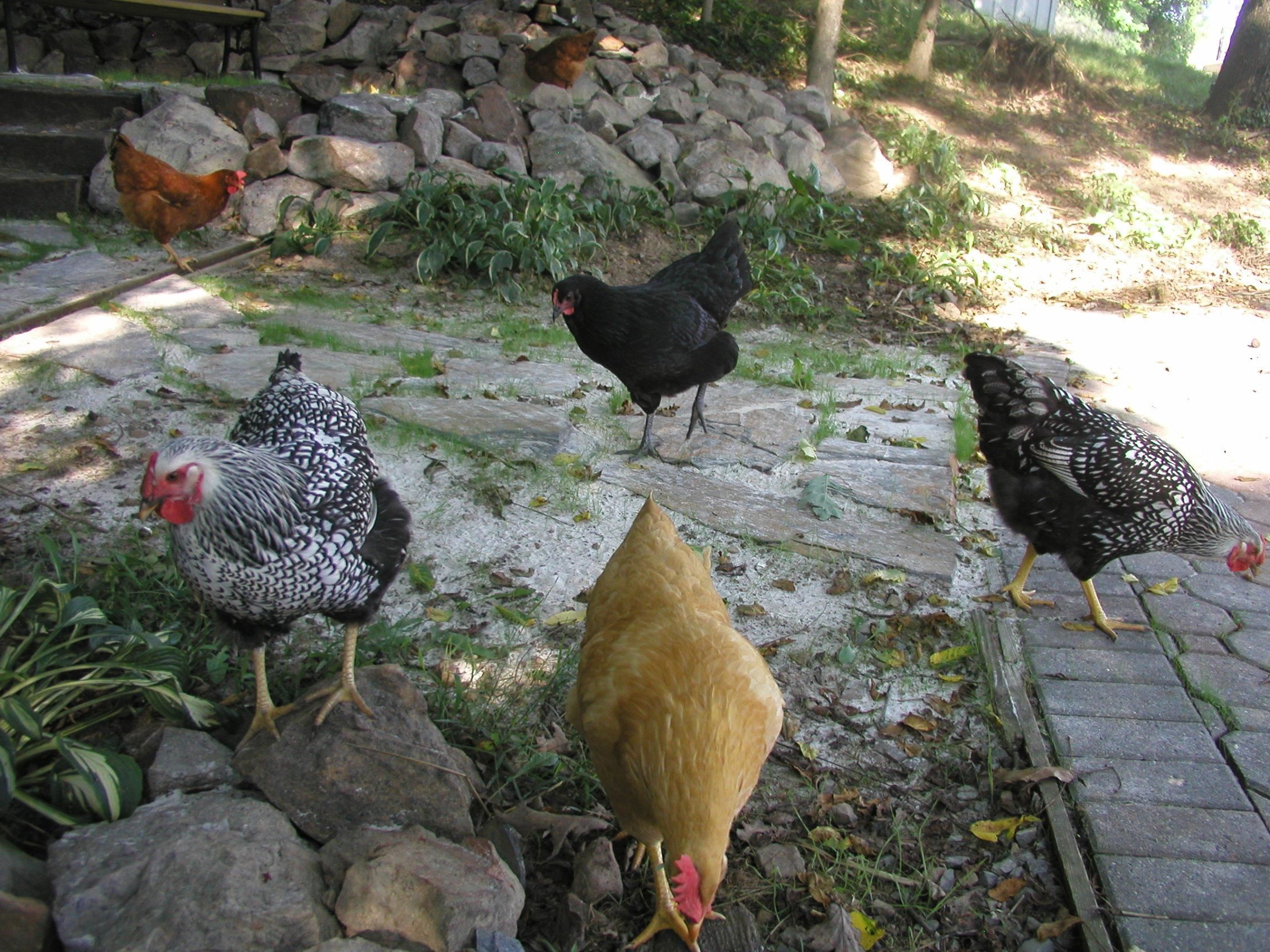 701 Bishop Road Blacksburg VA 24060