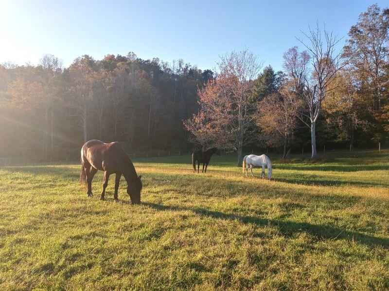 446 Good Neighbors Road NE Check VA 24072