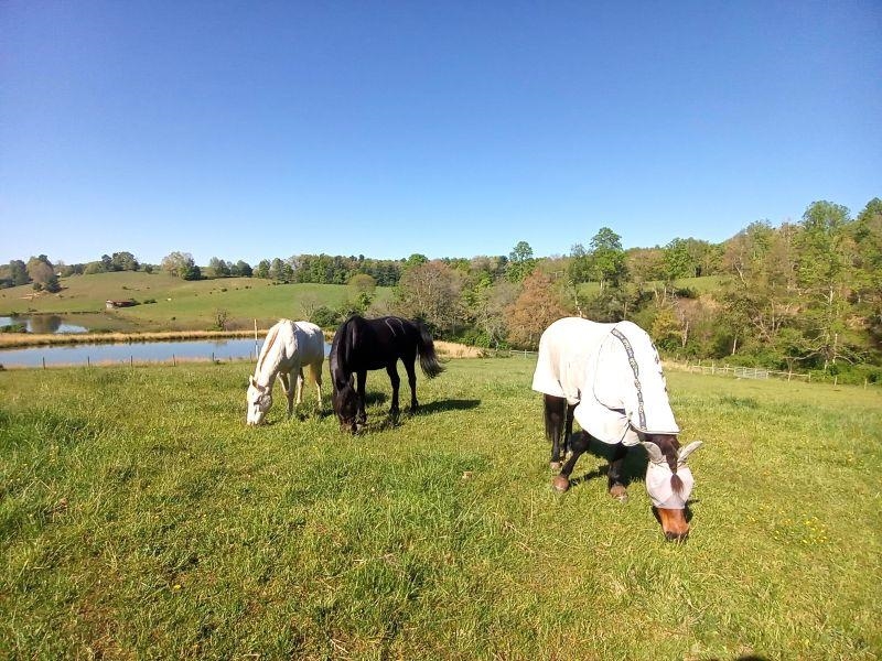 446 Good Neighbors Road NE Check VA 24072